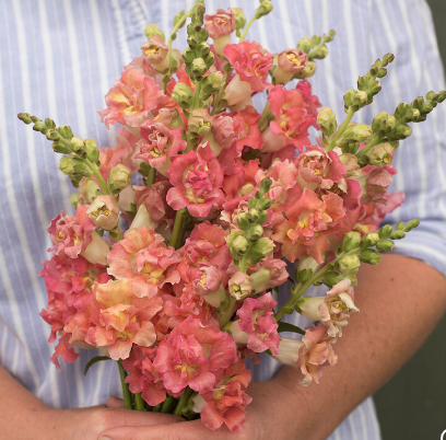 ANTIRRHINUM majus Madame Butterfly Bronze with White