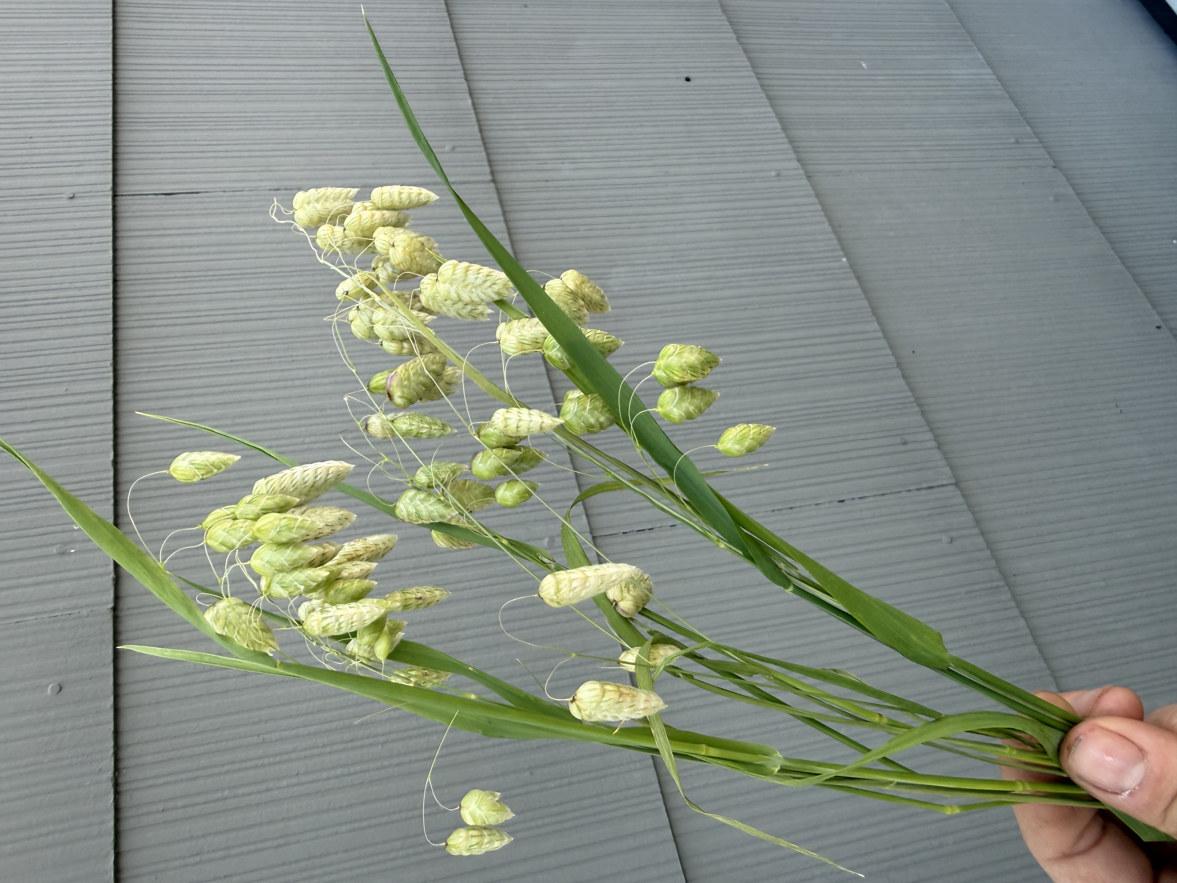 BRIZA maxima