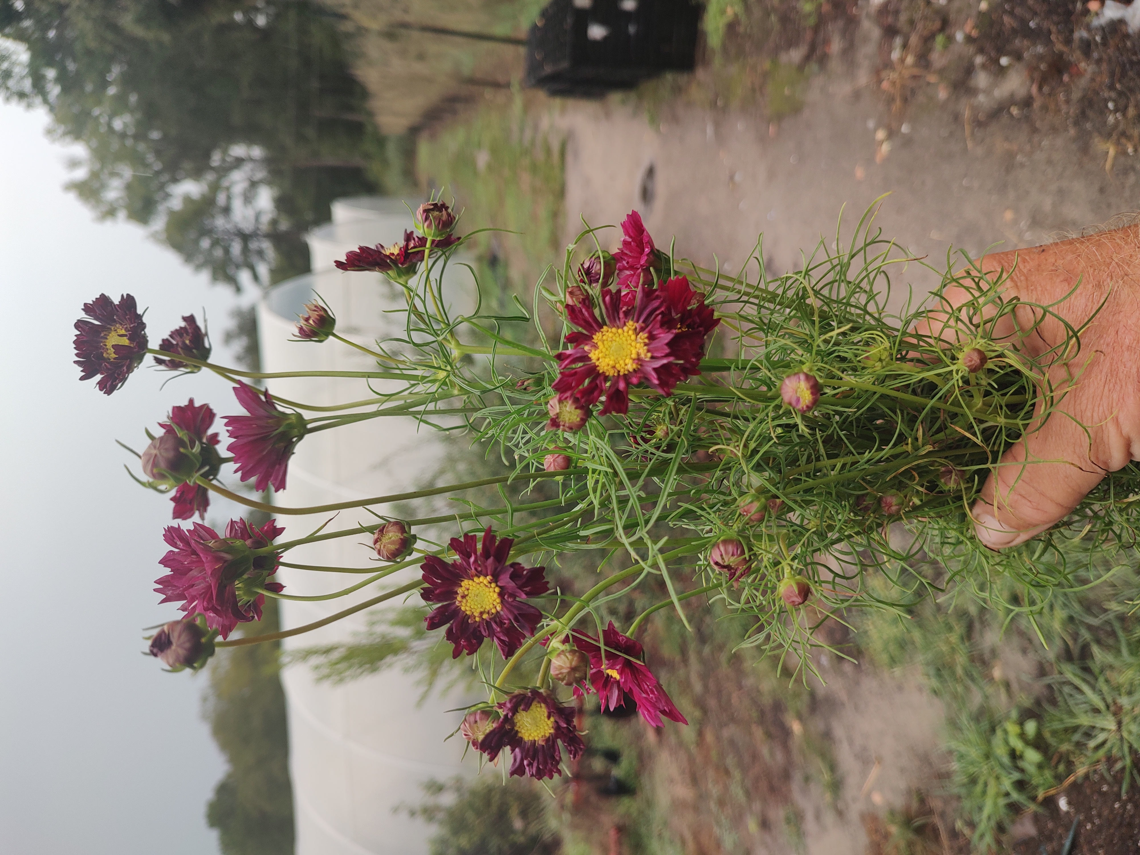 COSMOS bipinnatus Versailles Red