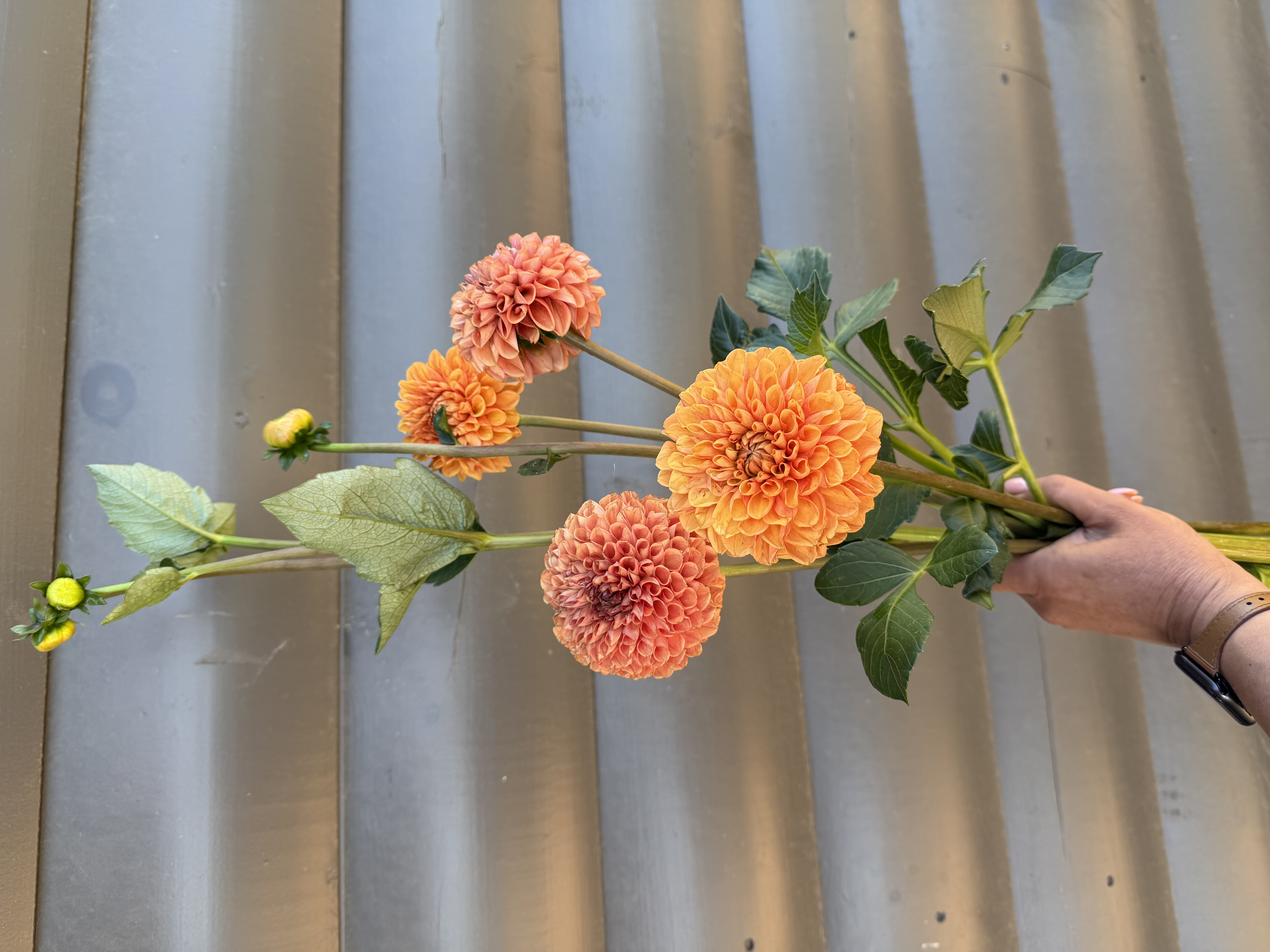 DAHLIA Ball