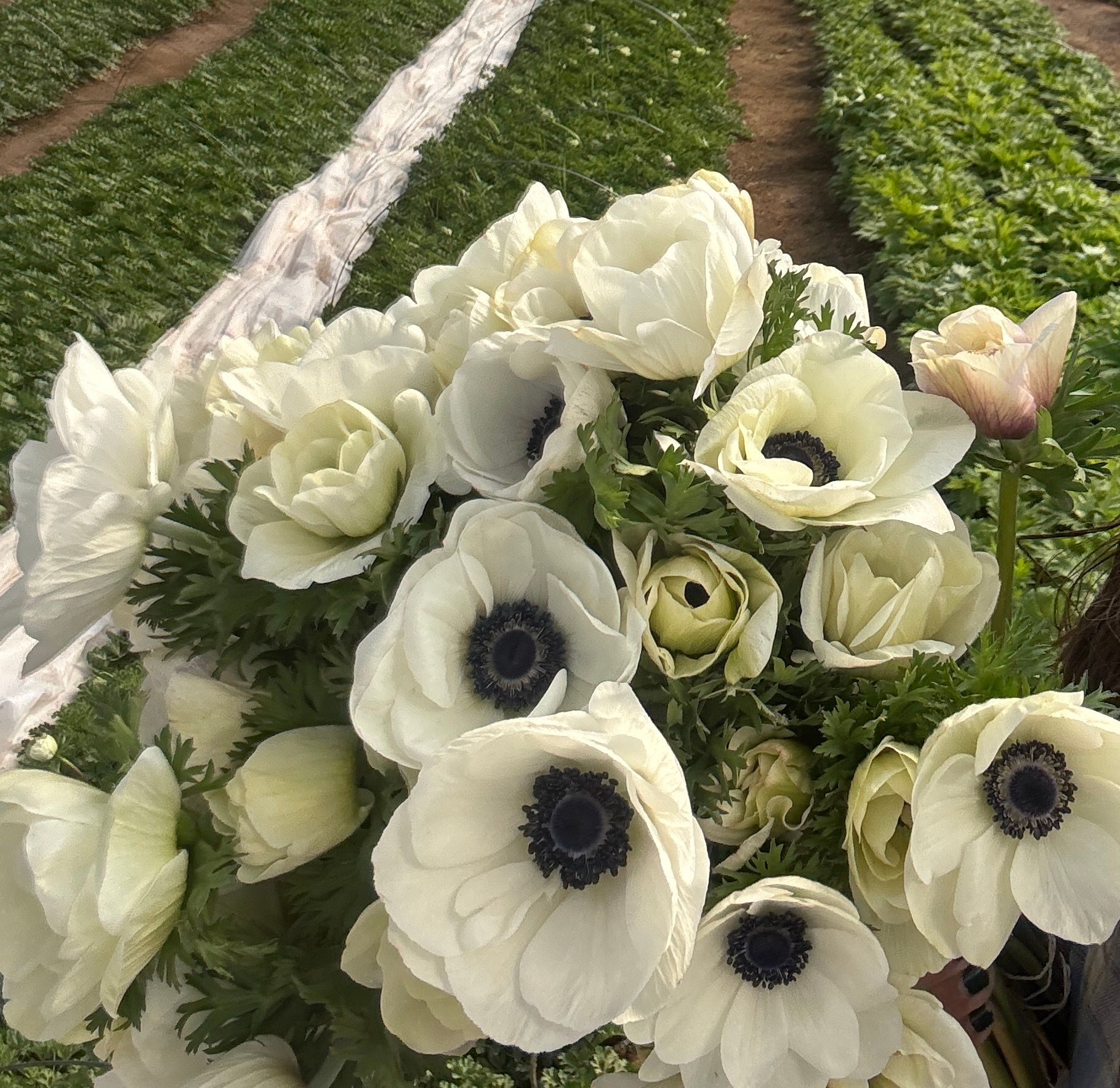 ANEMONE coronaria Carmel
