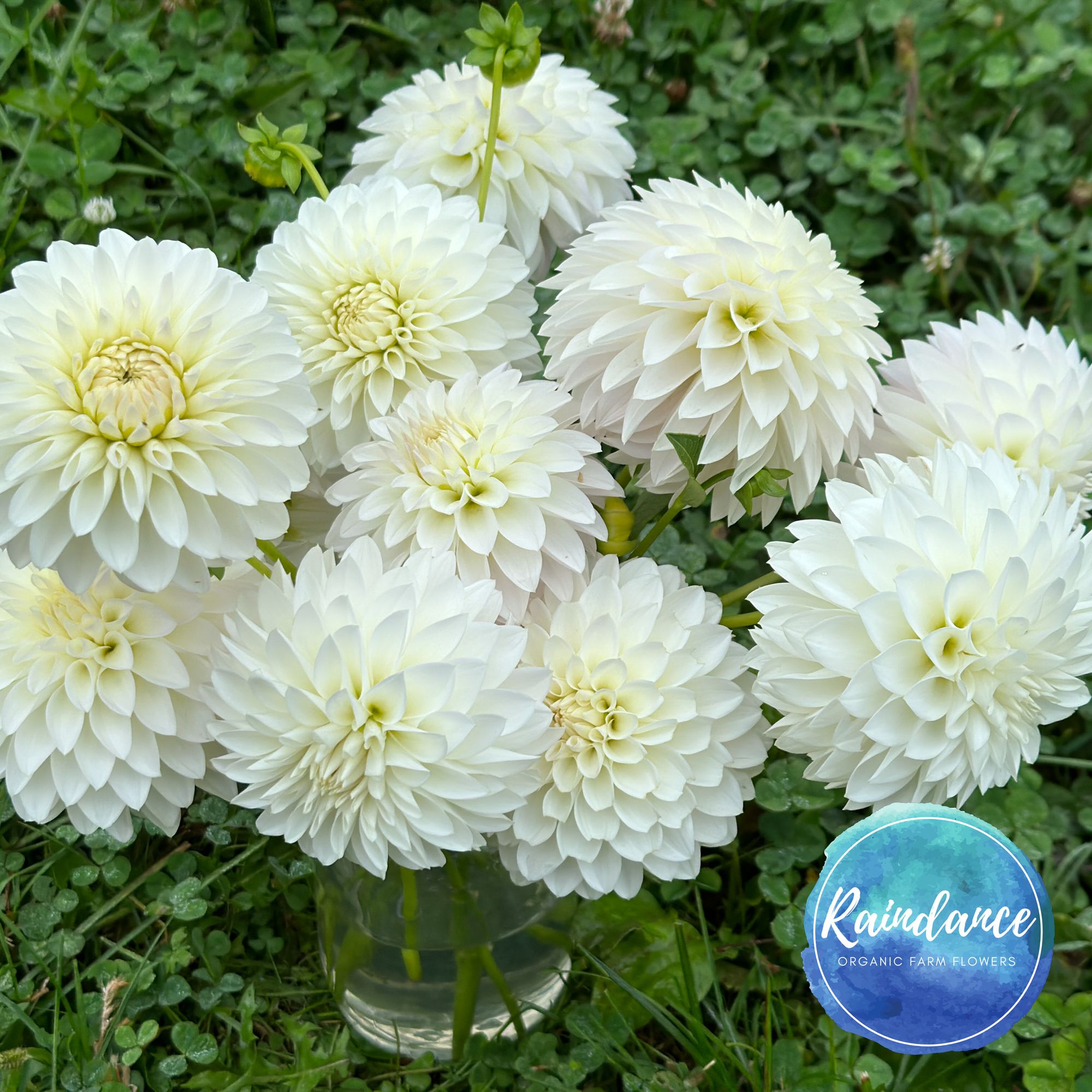 DAHLIA Blizzard