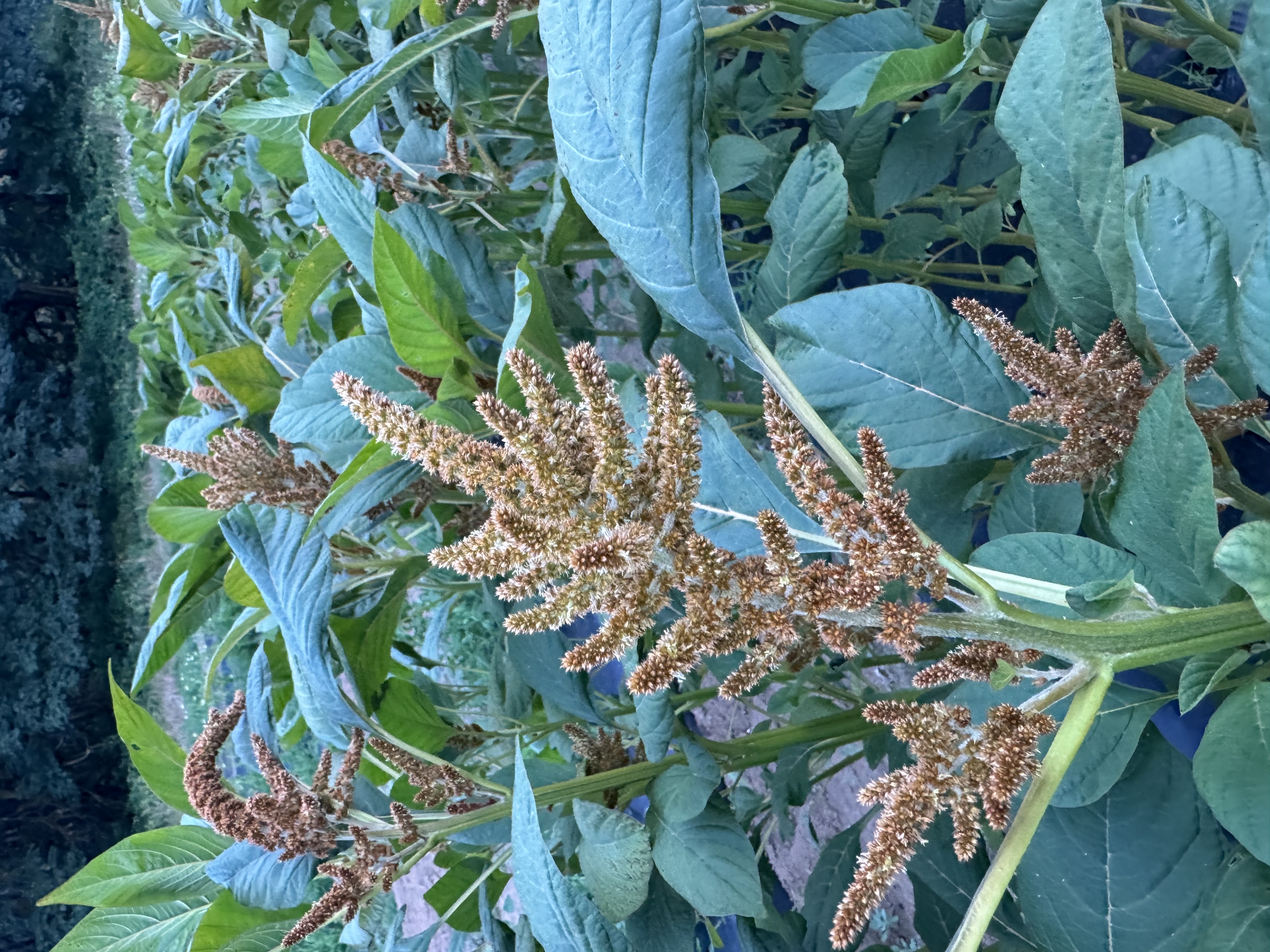 AMARANTHUS cruentus Hot Biscuits