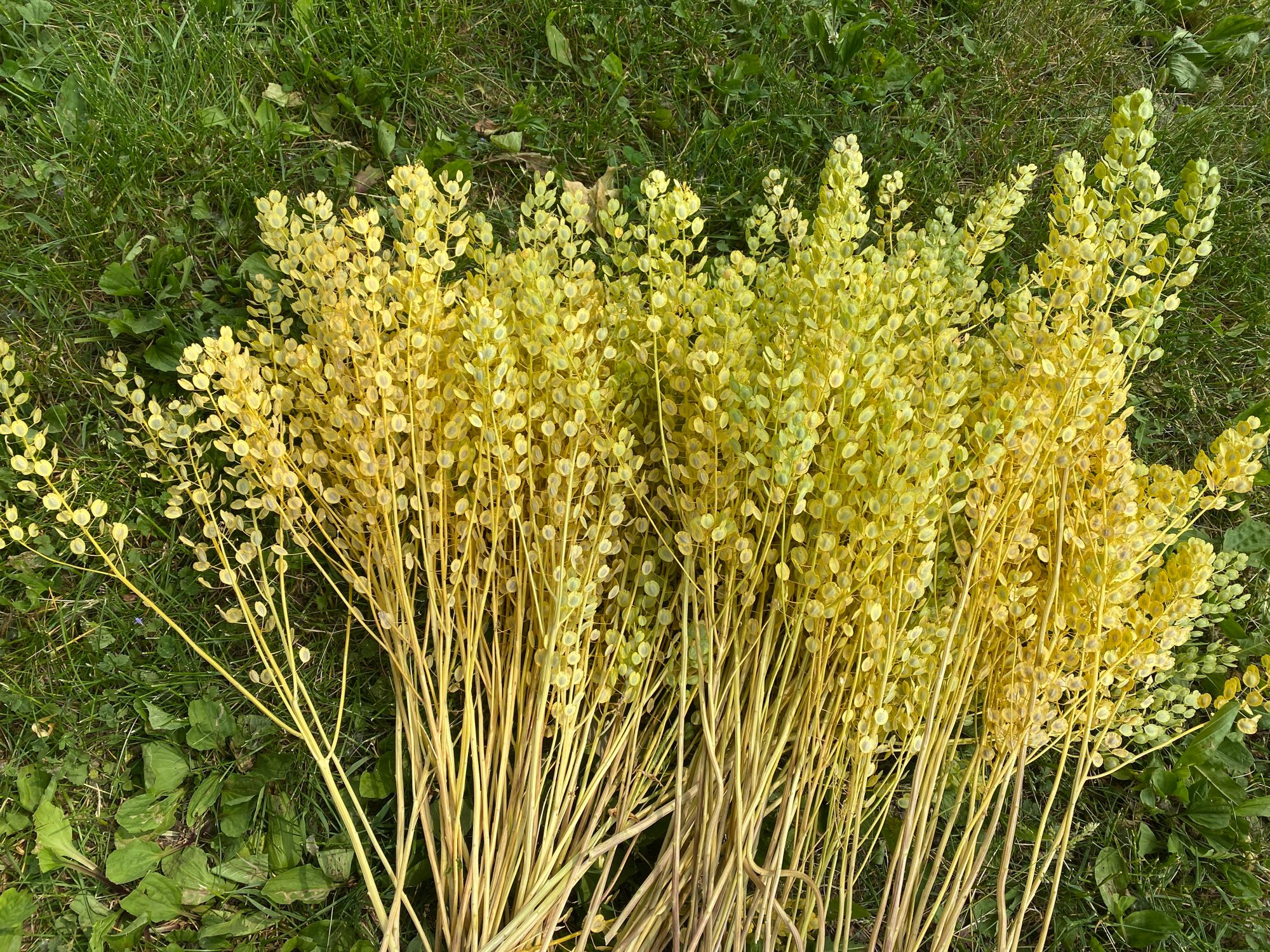 THLASPI arvense