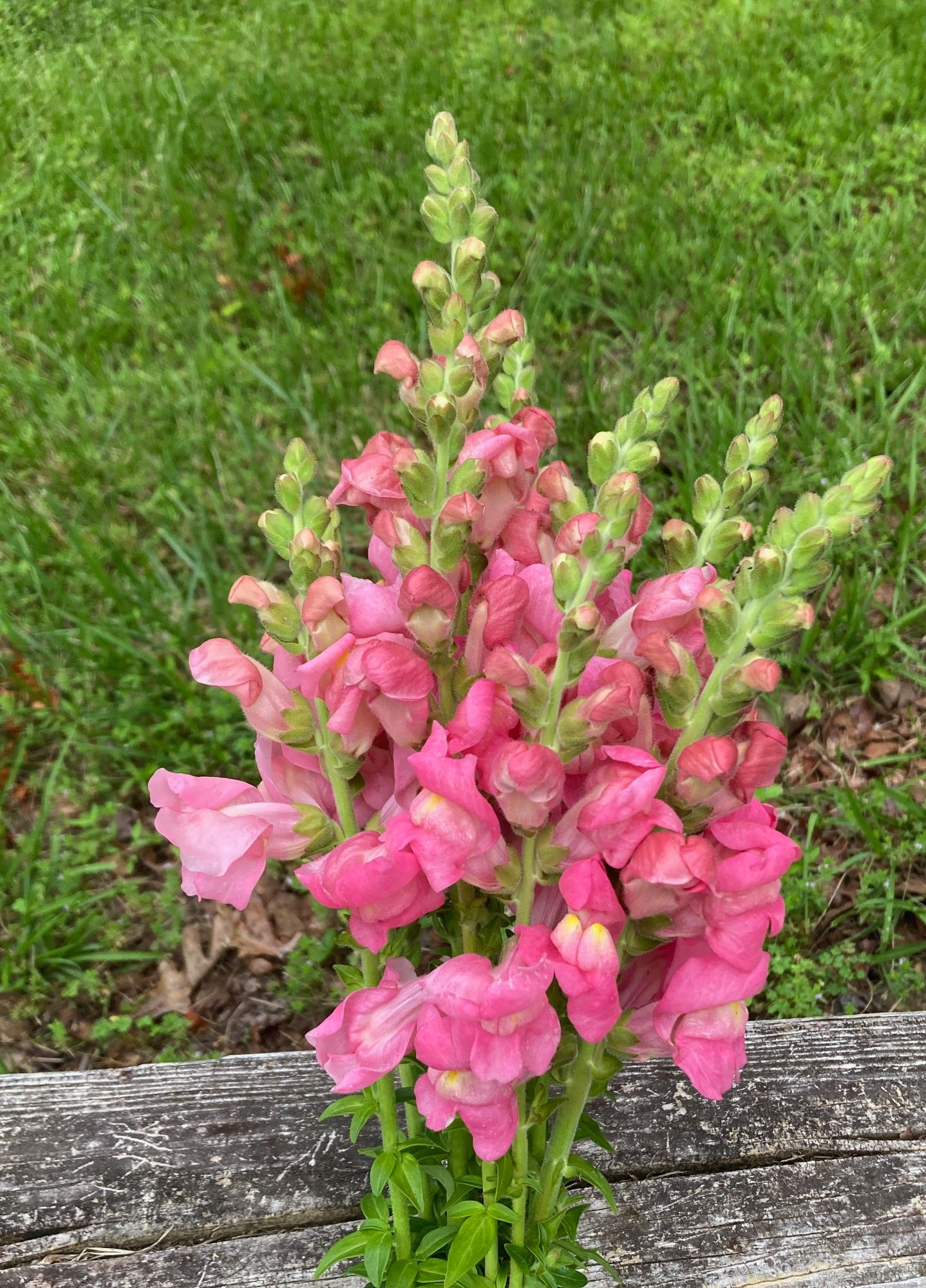 ANTIRRHINUM majus