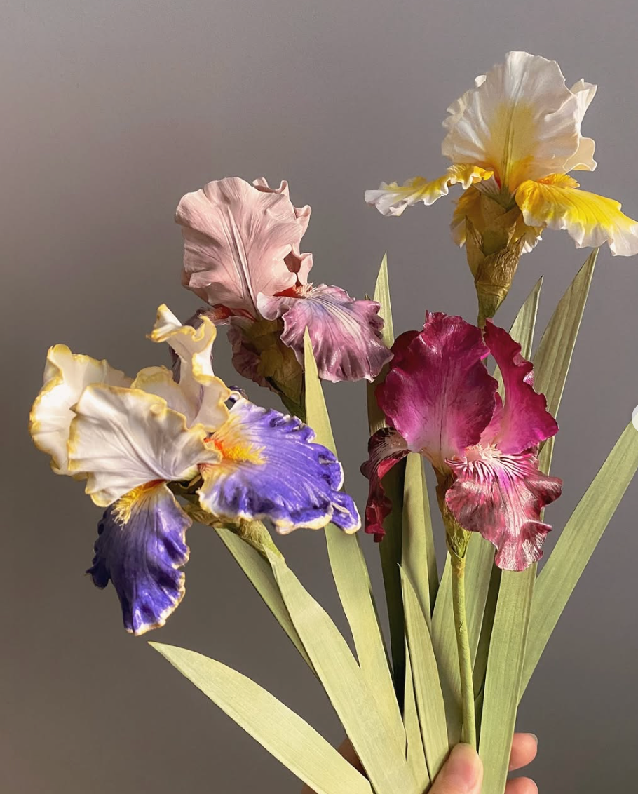 IRIS germanica