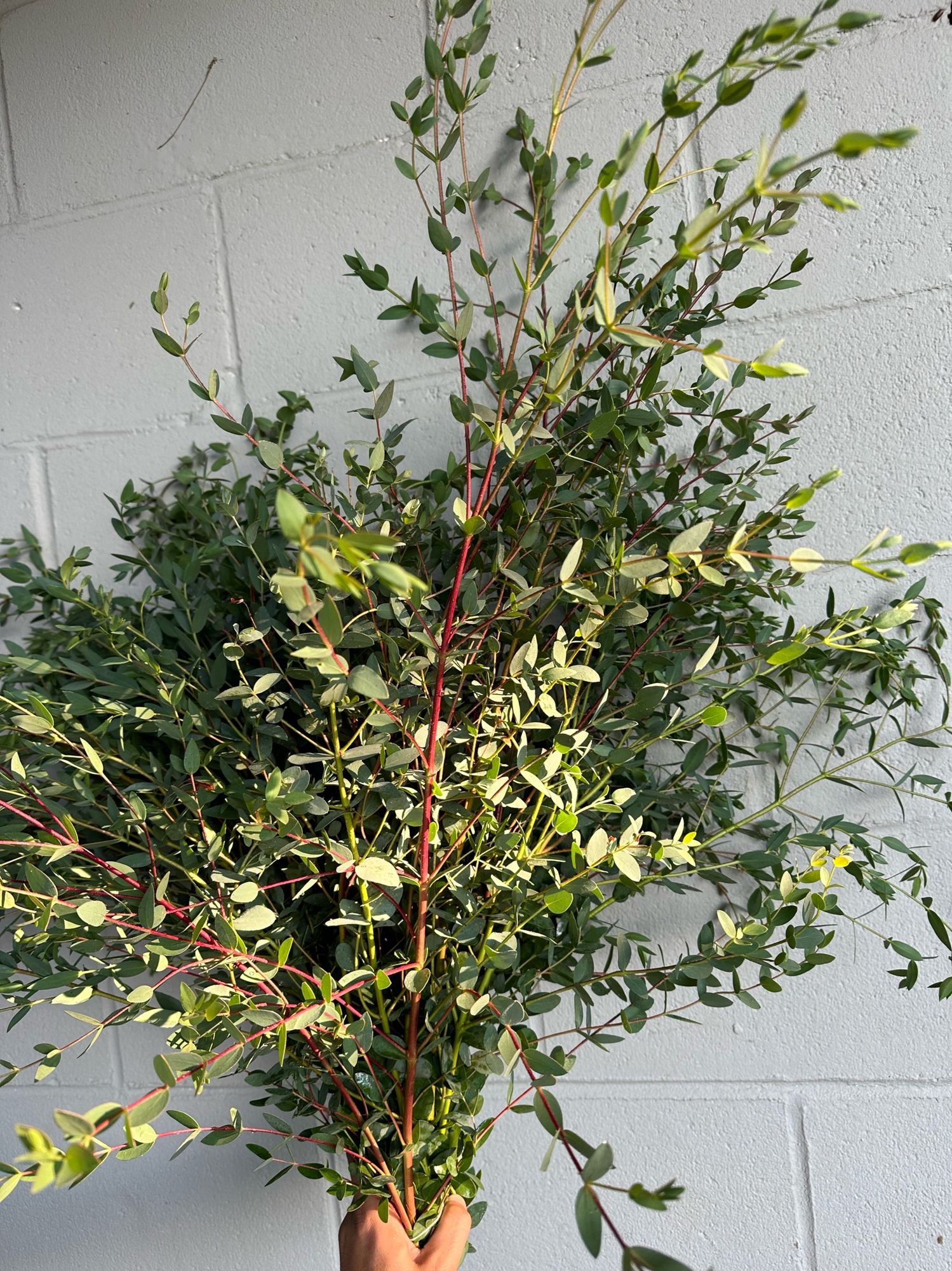 EUCALYPTUS parvula