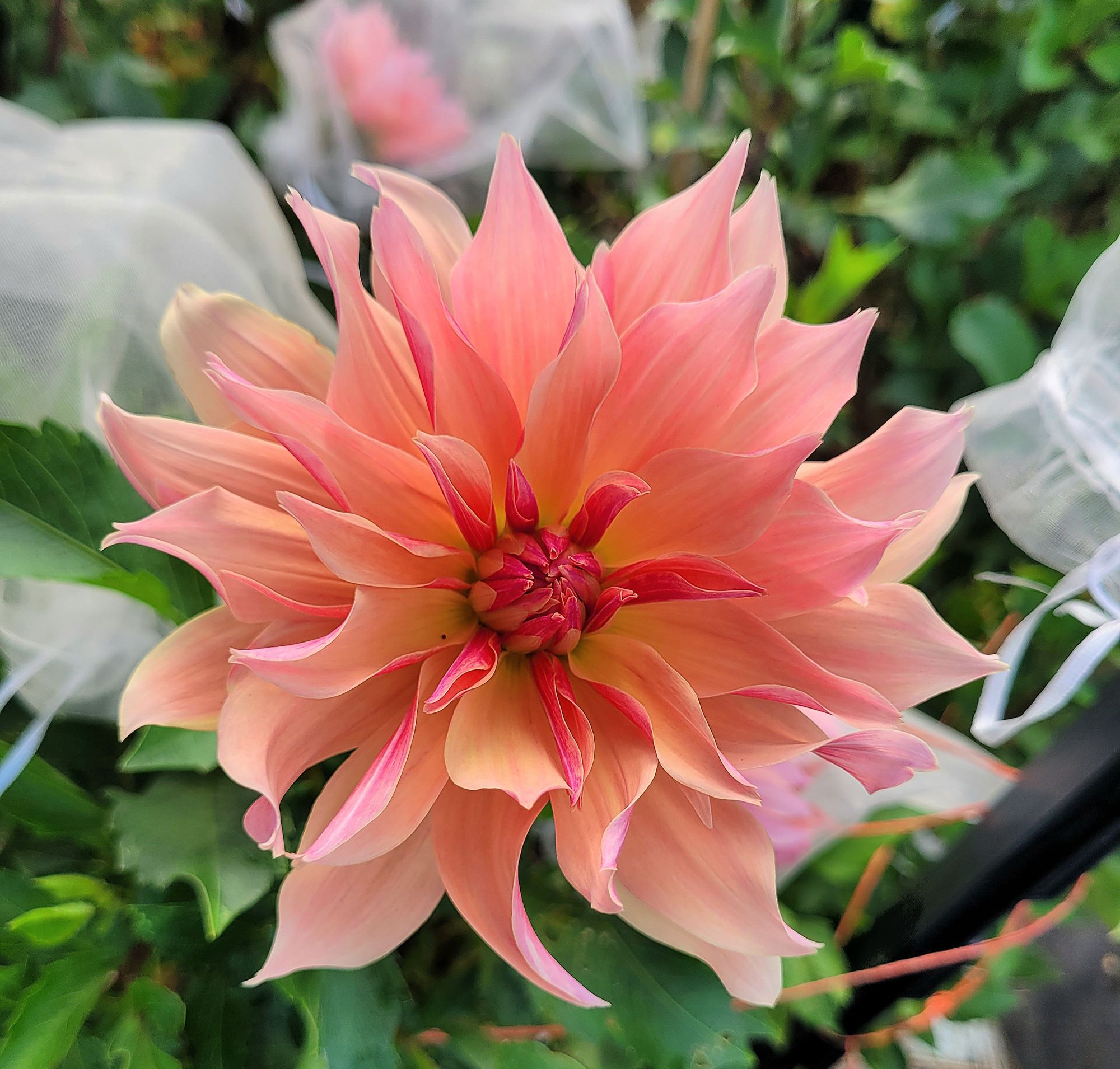 DAHLIA Labyrinth