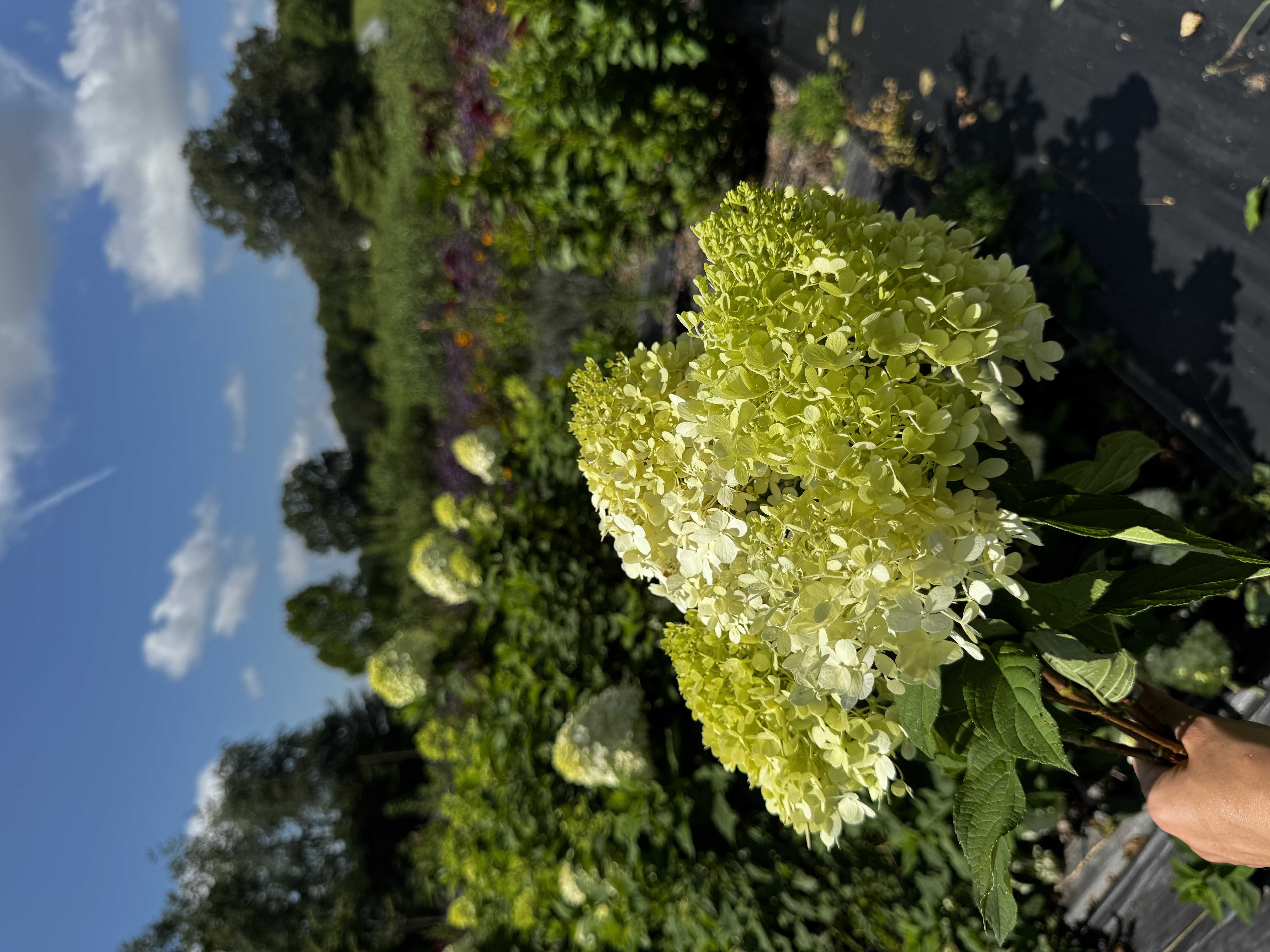 HYDRANGEA quercifolia Gatsby Moon