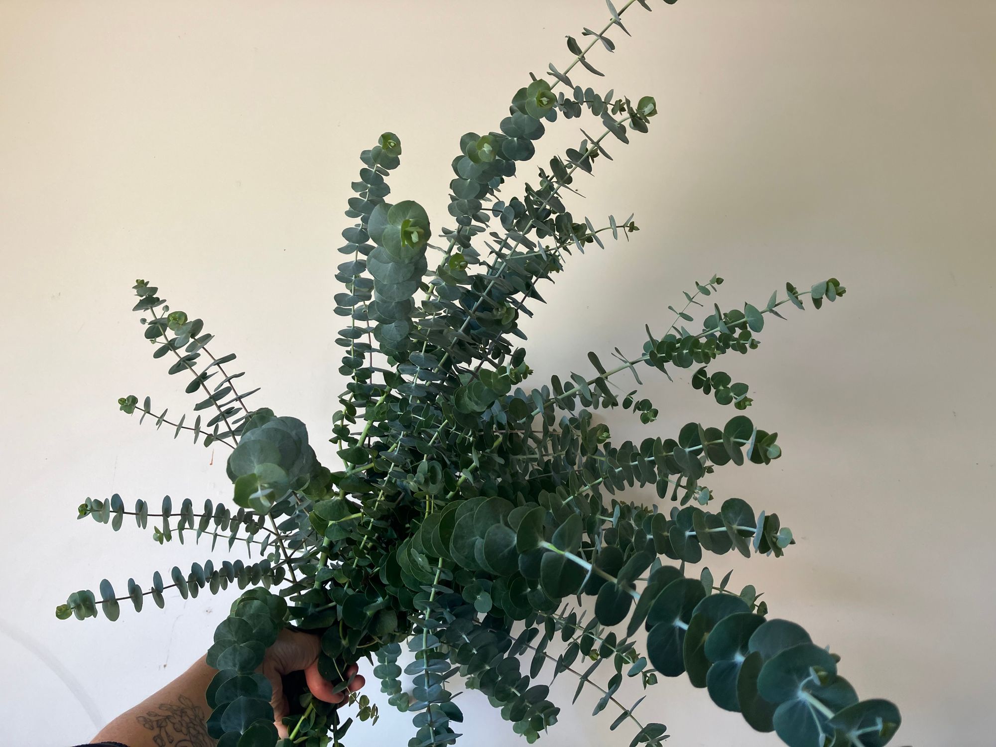 EUCALYPTUS