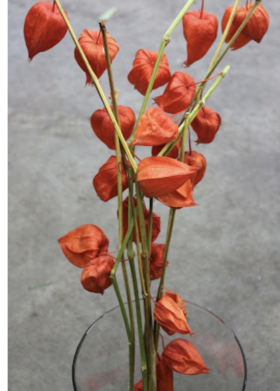 PHYSALIS alkekengi