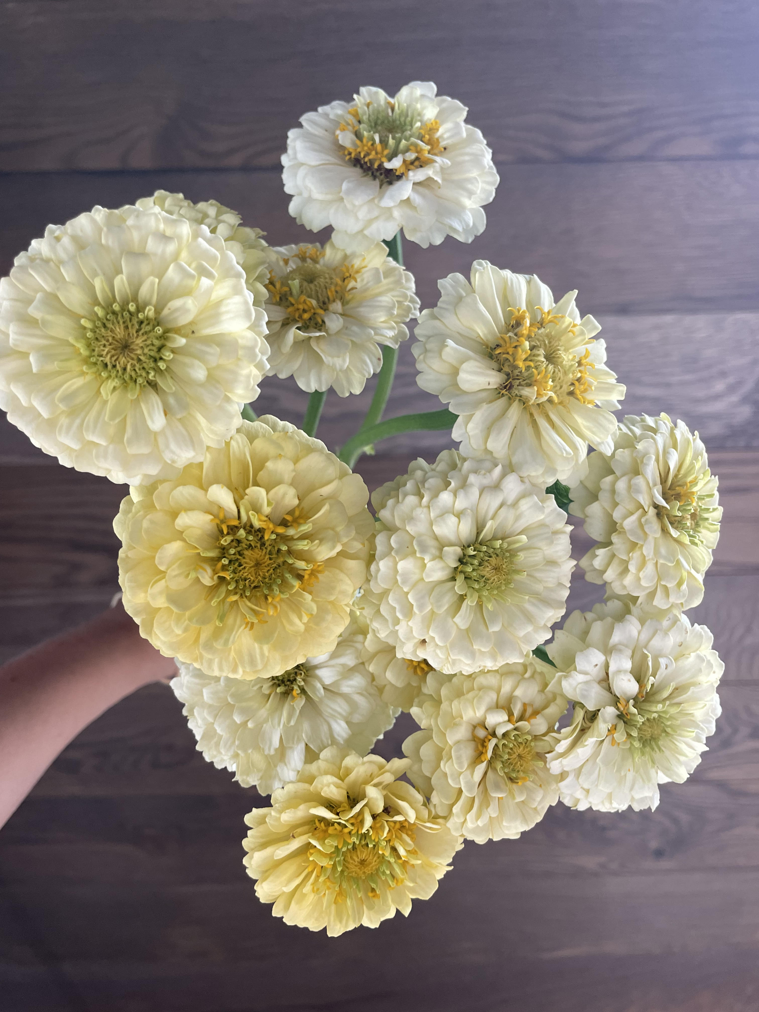 ZINNIA elegans Oklahoma Ivory