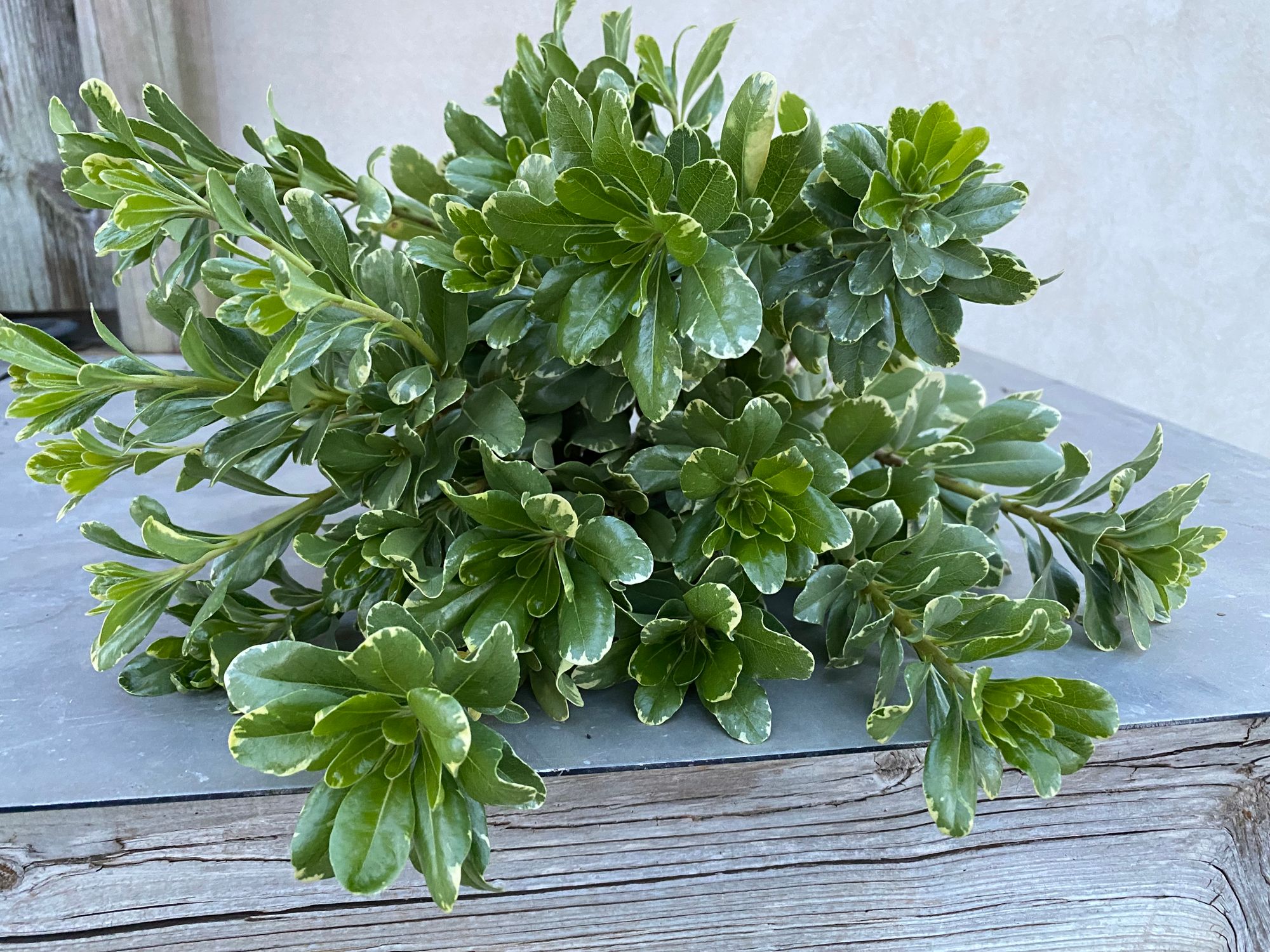 PITTOSPORUM tobira Variegatum
