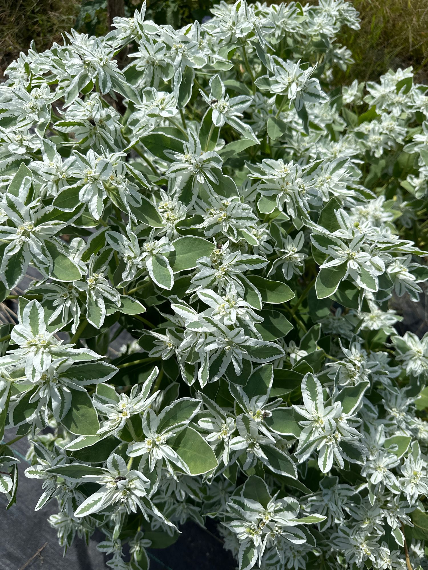 EUPHORBIA characias