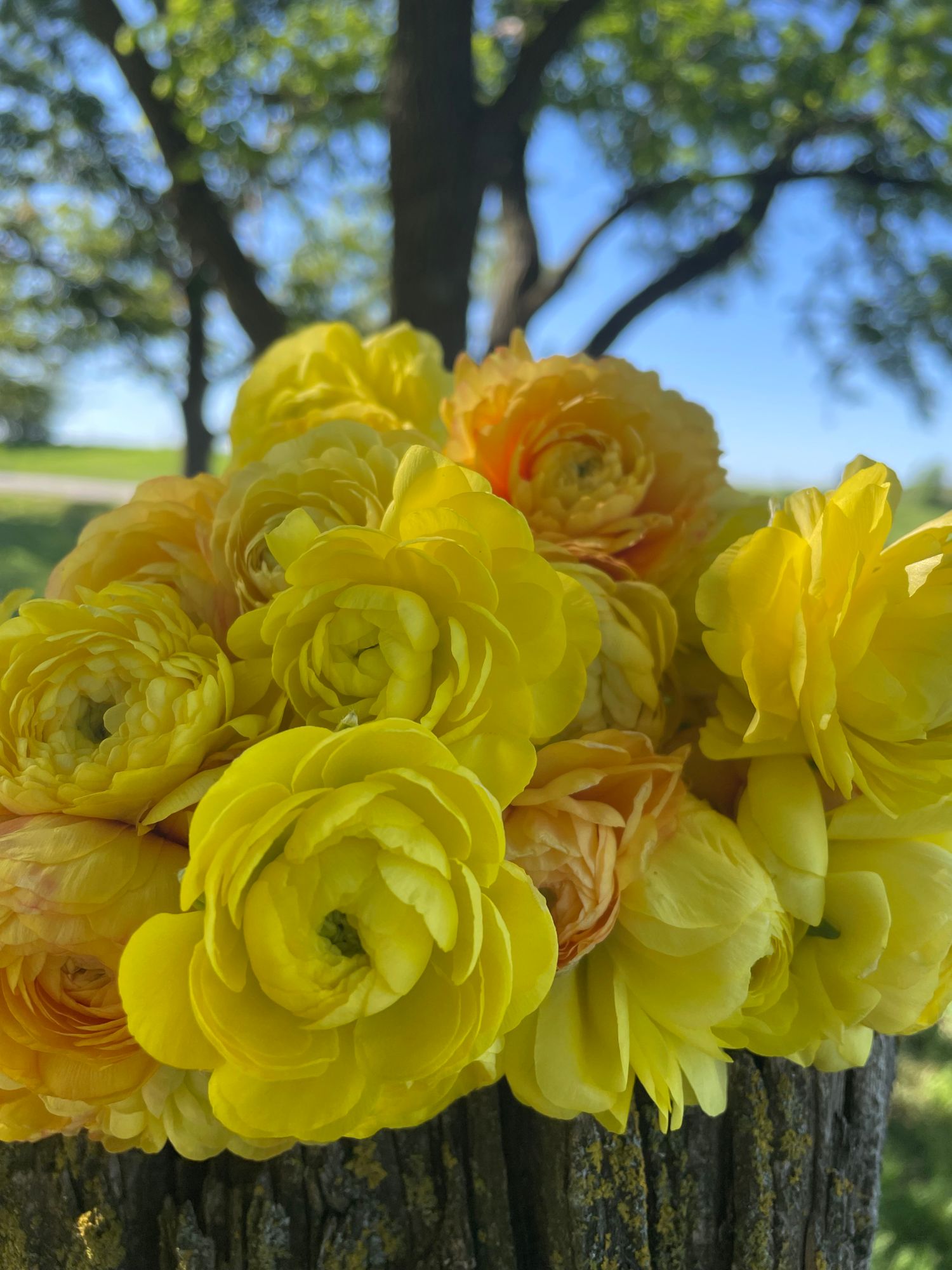 RANUNCULUS Amandine Pastel Lemon