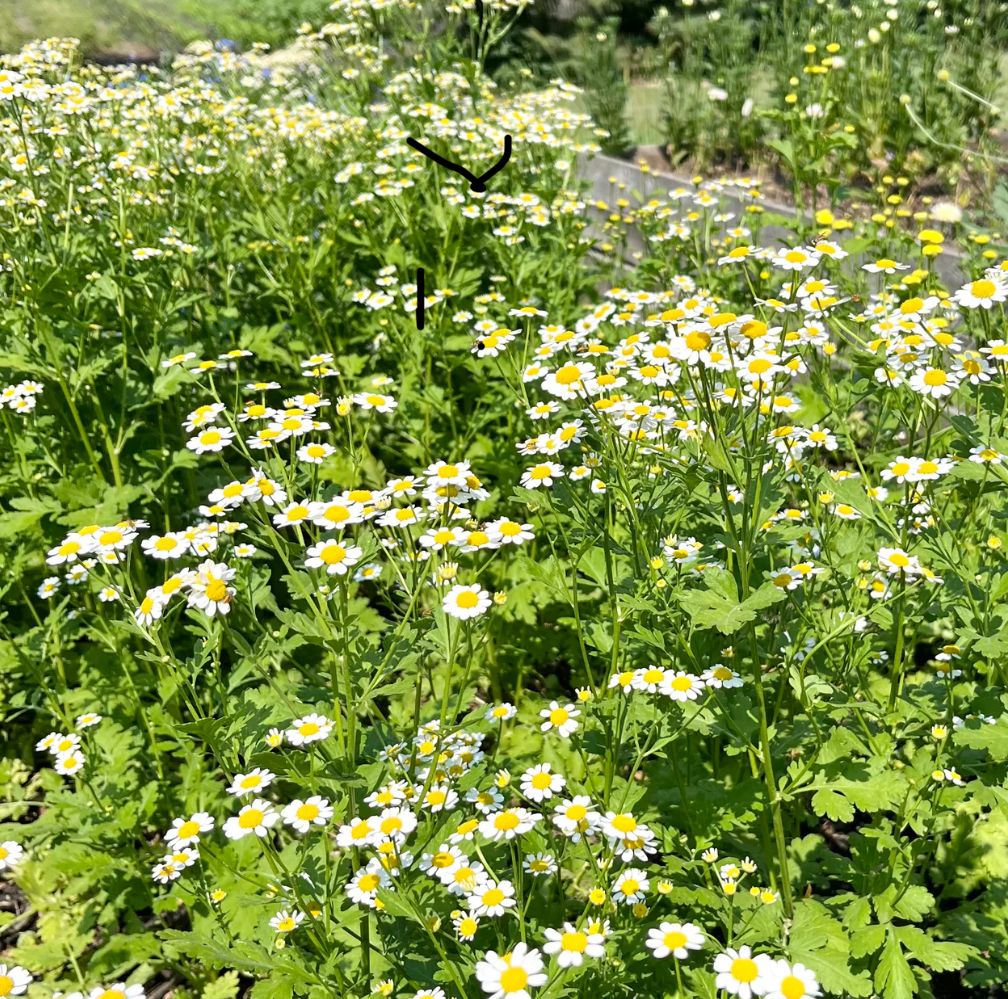 TANACETUM parthenium Magic Single