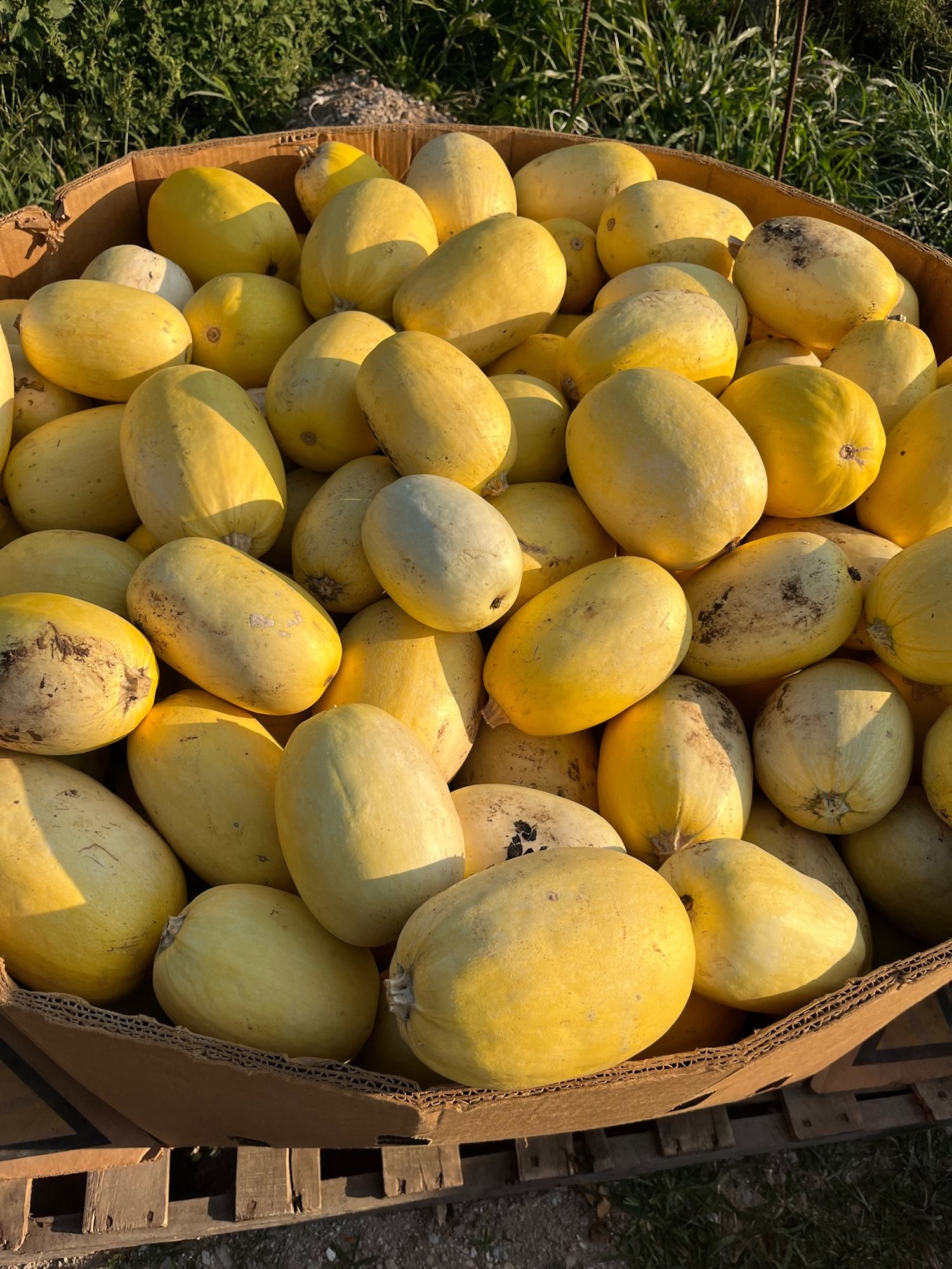 Squash, Spaghetti