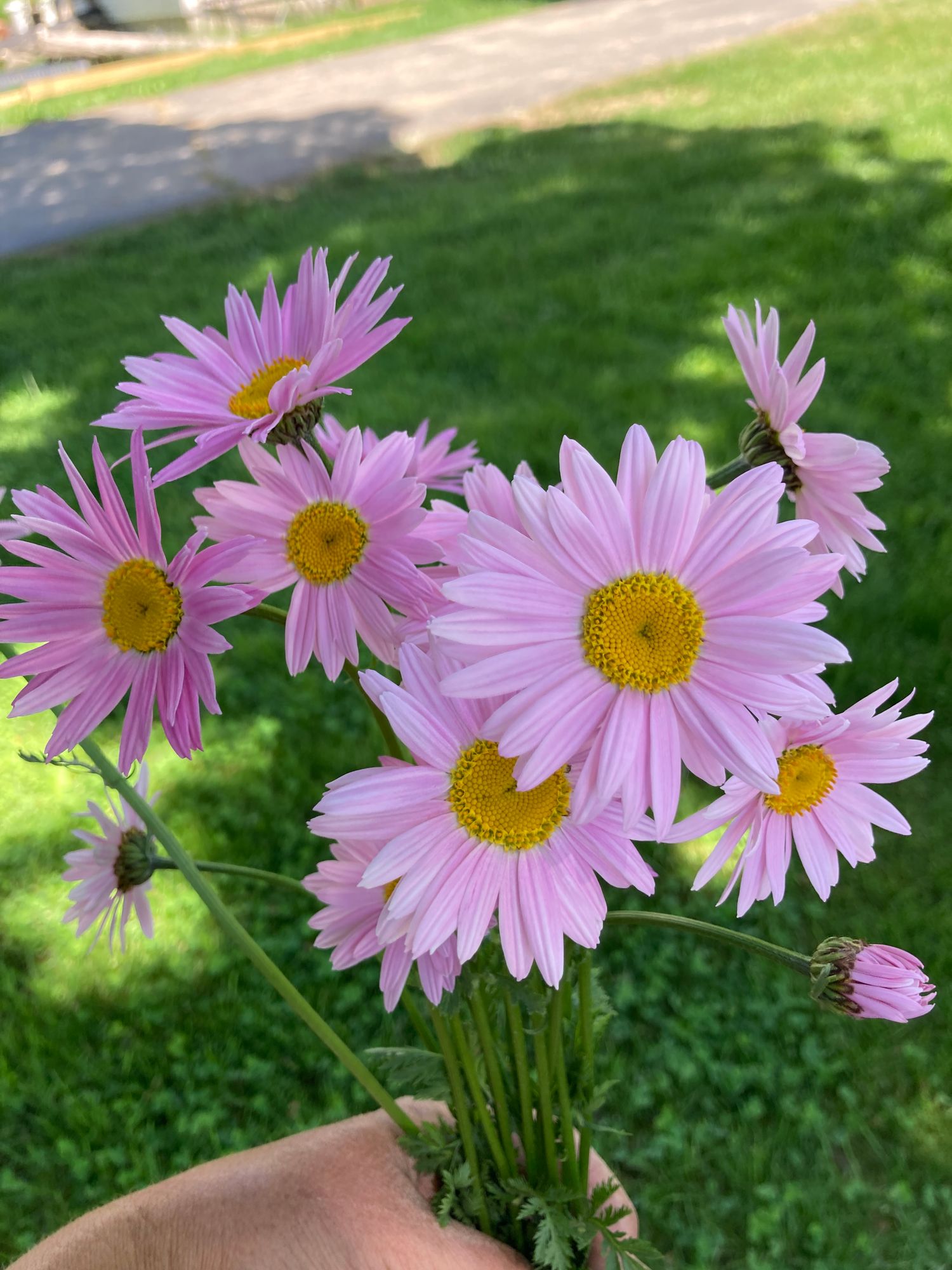 TANACETUM coccineum Robinson Pink