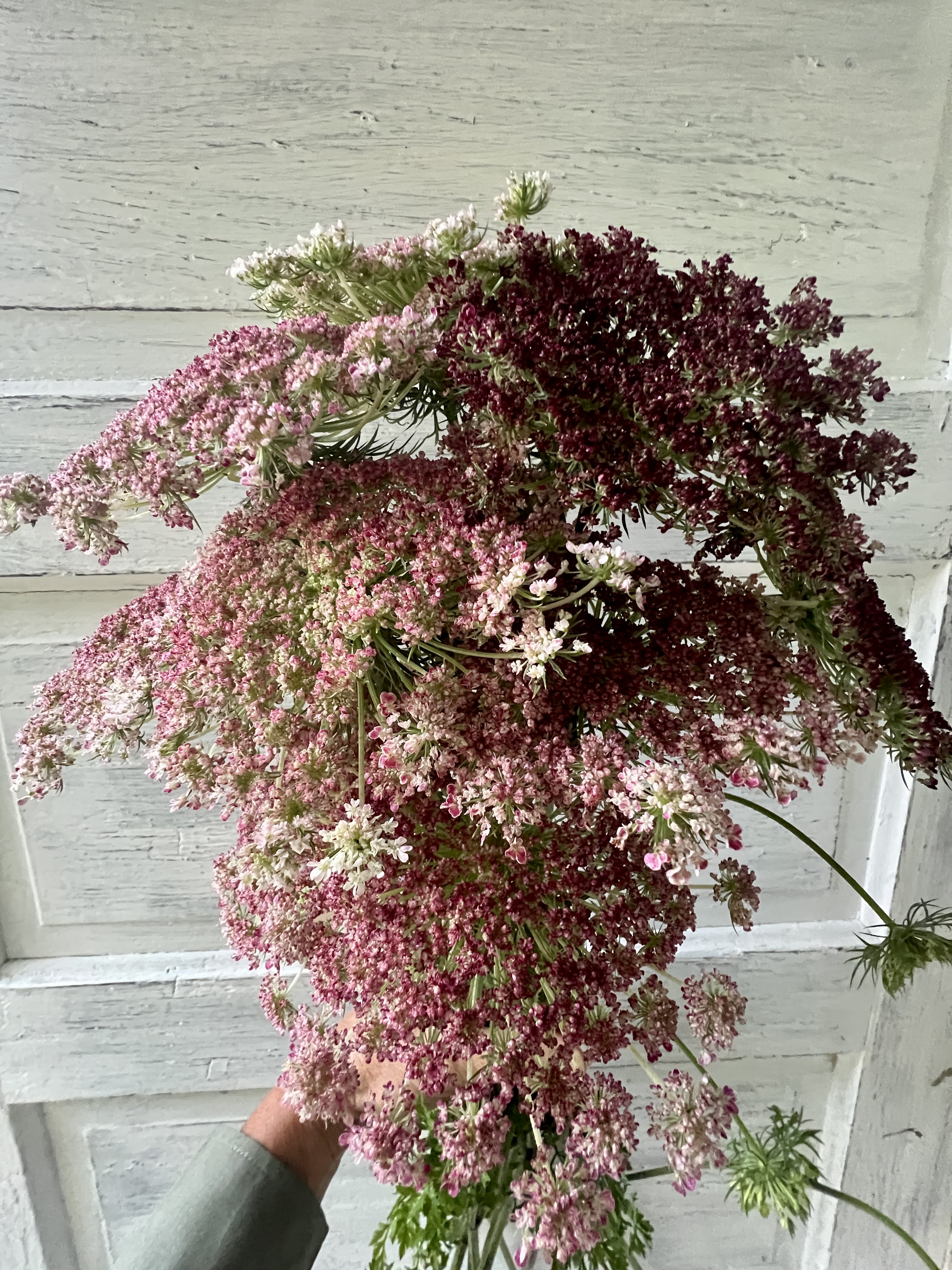 DAUCUS carota Dara