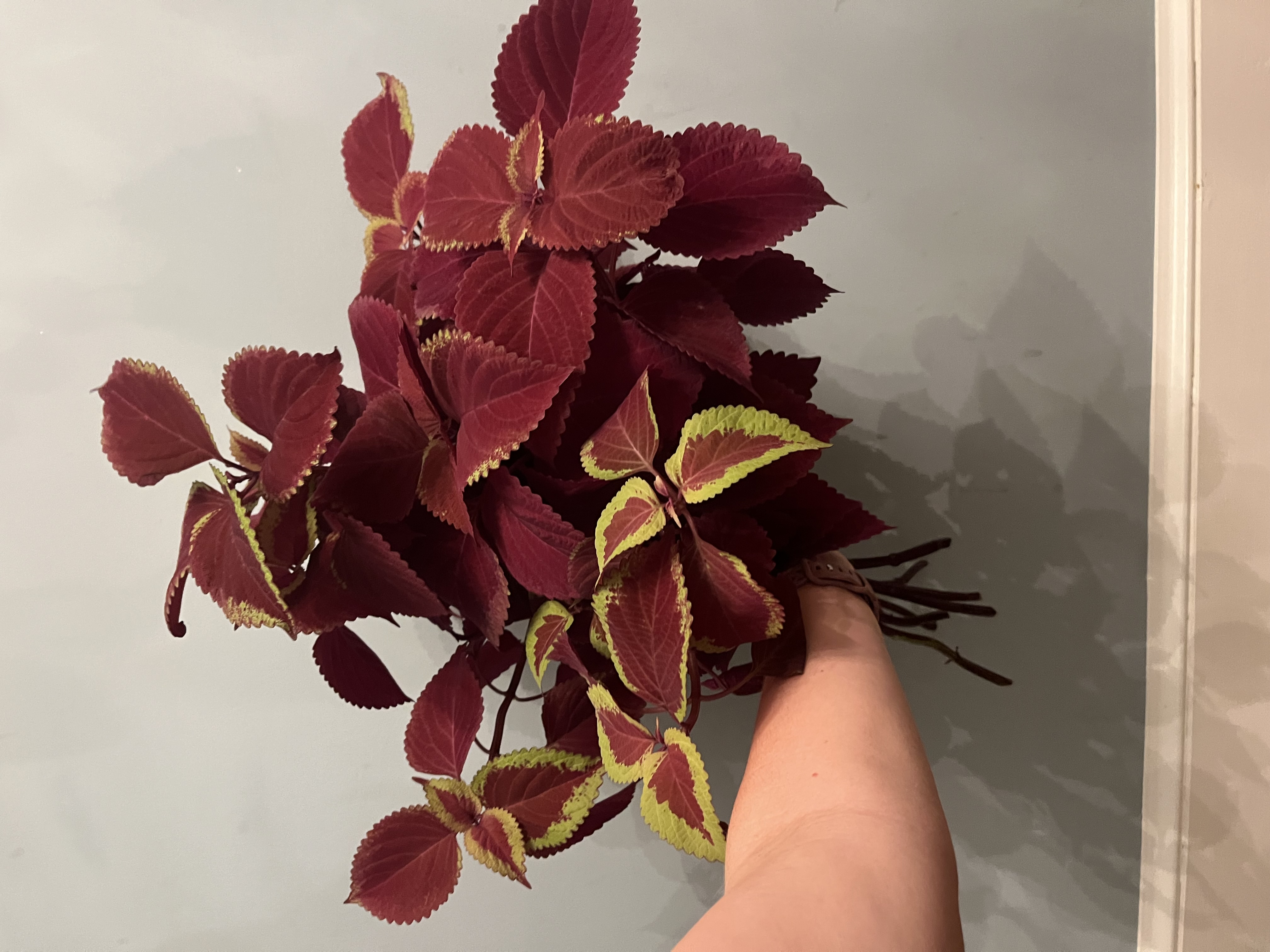 COLEUS scutellarioides