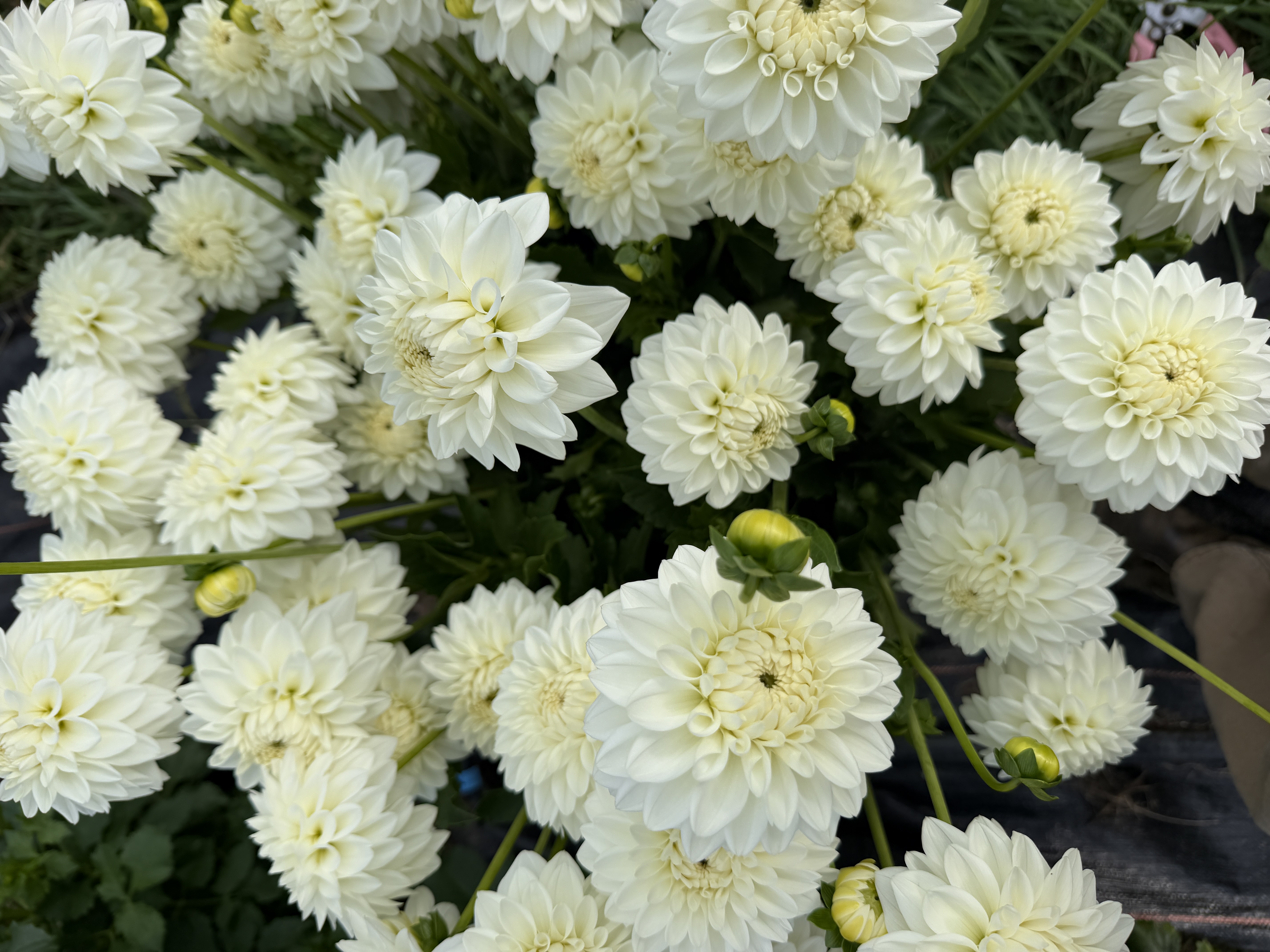 DAHLIA Blizzard