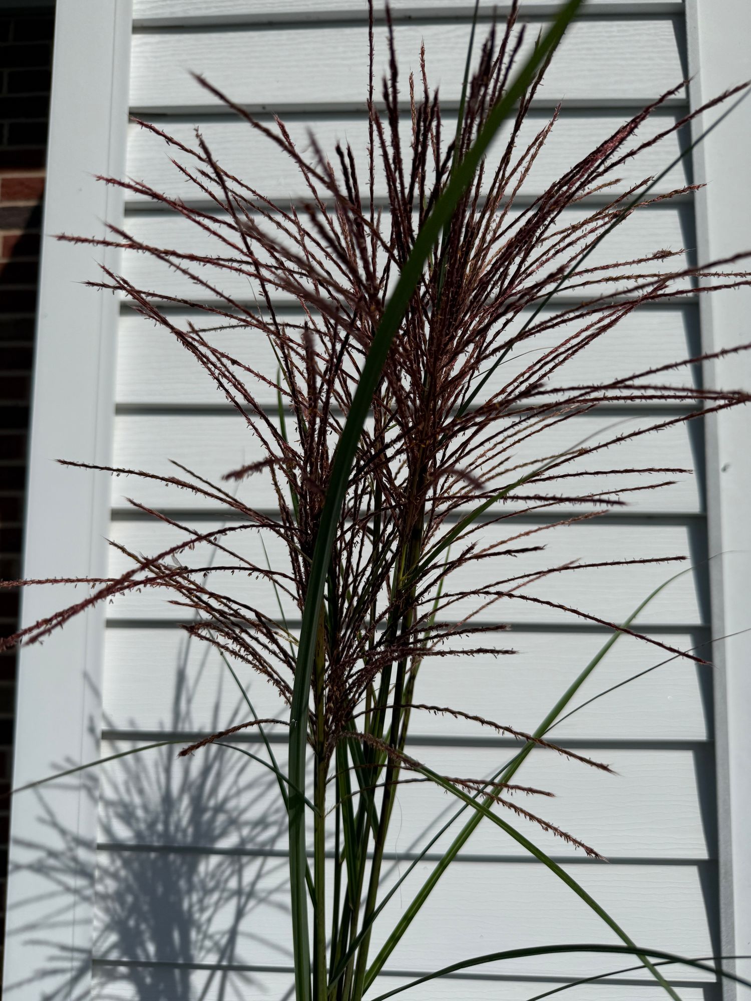 MISCANTHUS sinensis Morning Light