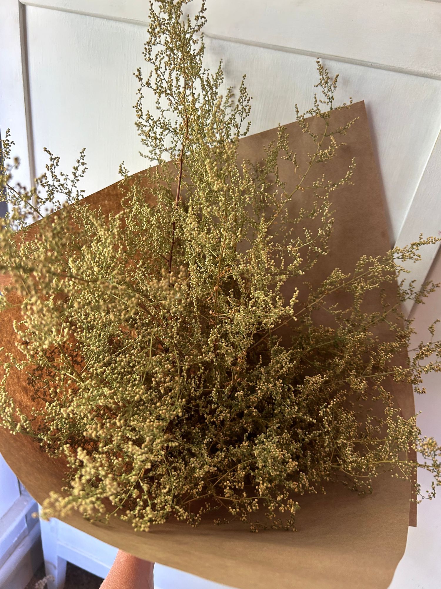 ARTEMISIA annua