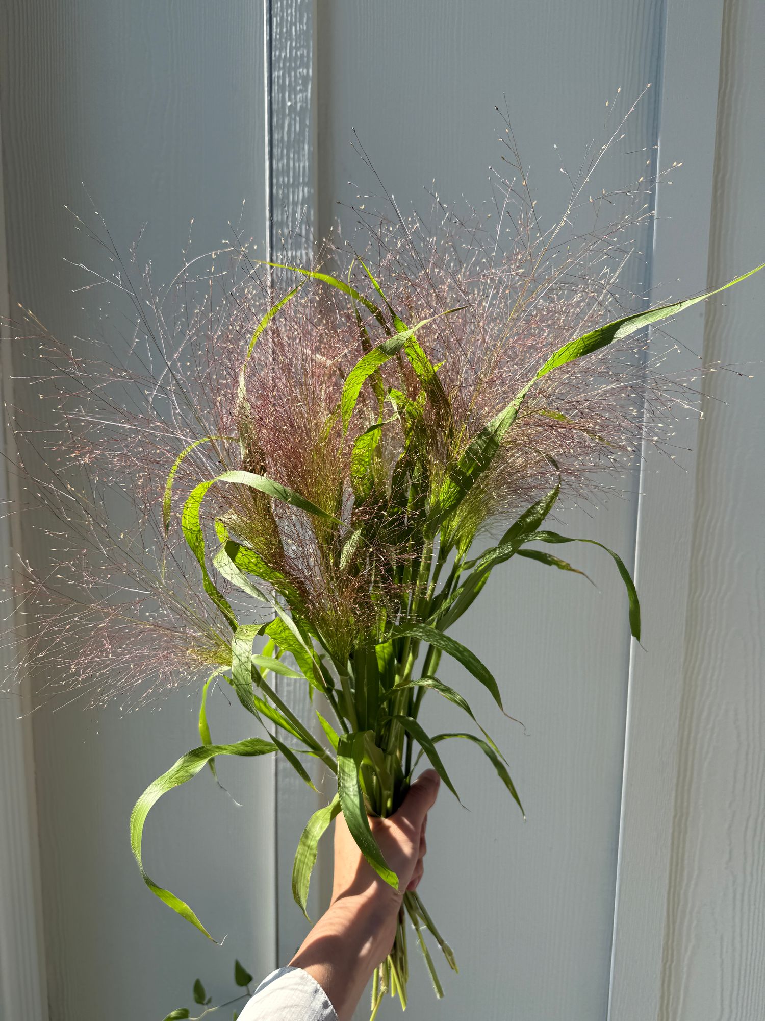PANICUM elegans