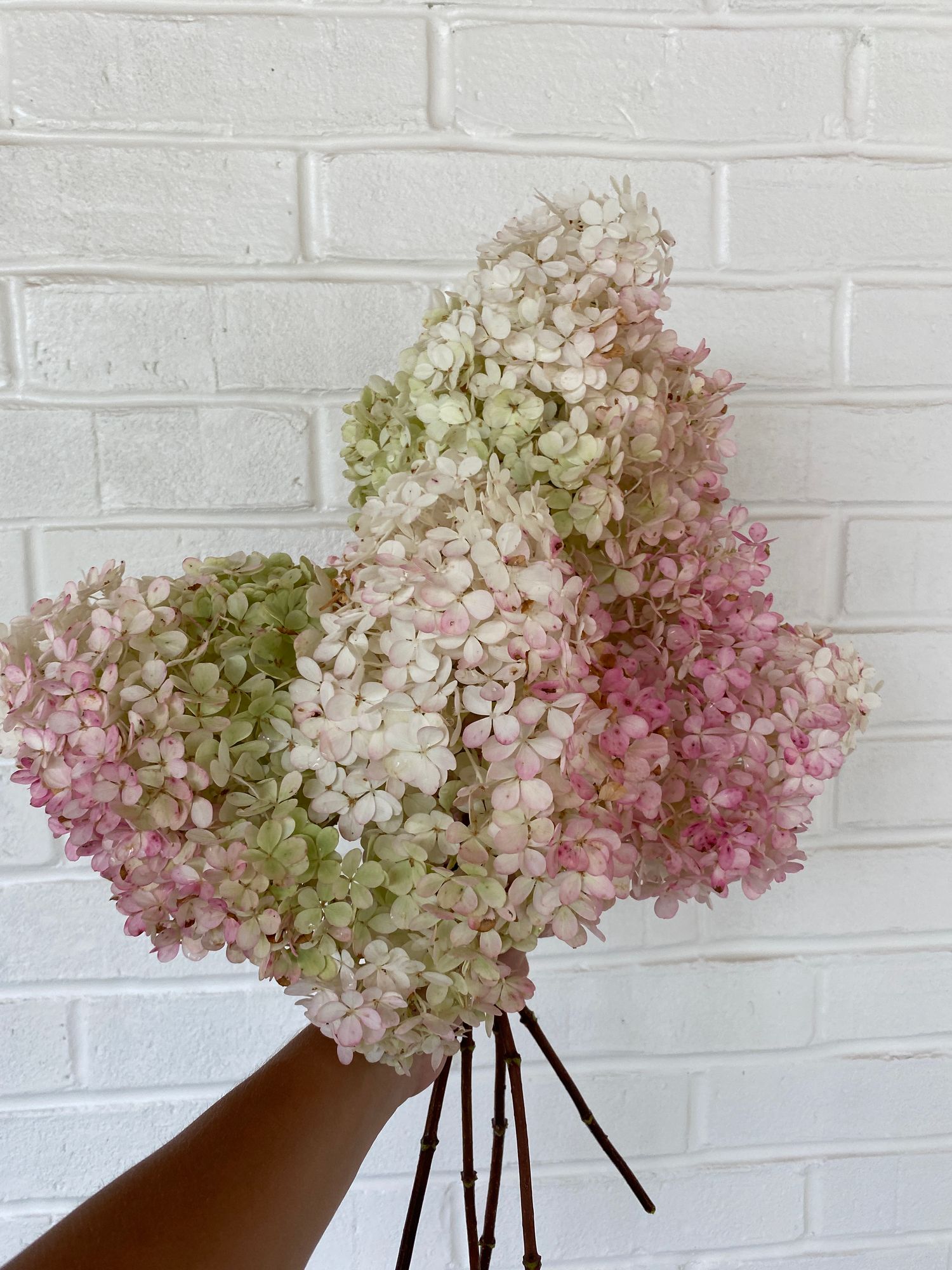 HYDRANGEA paniculata Vanilla Strawberry
