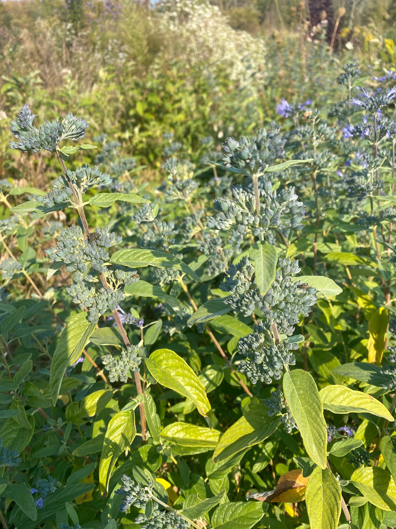 CARYOPTERIS x clandonensis Blue Empire