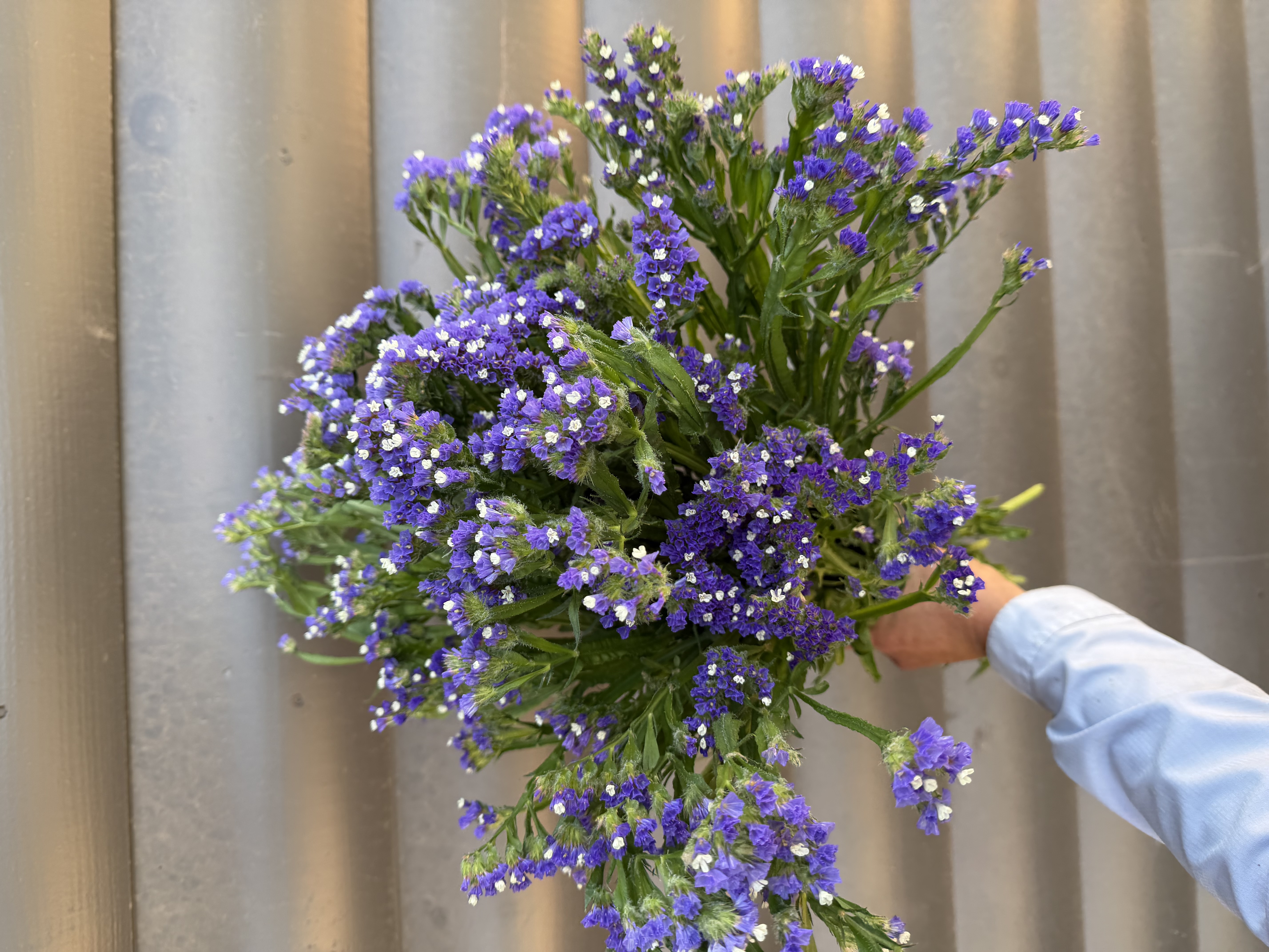 LIMONIUM sinuatum QIS