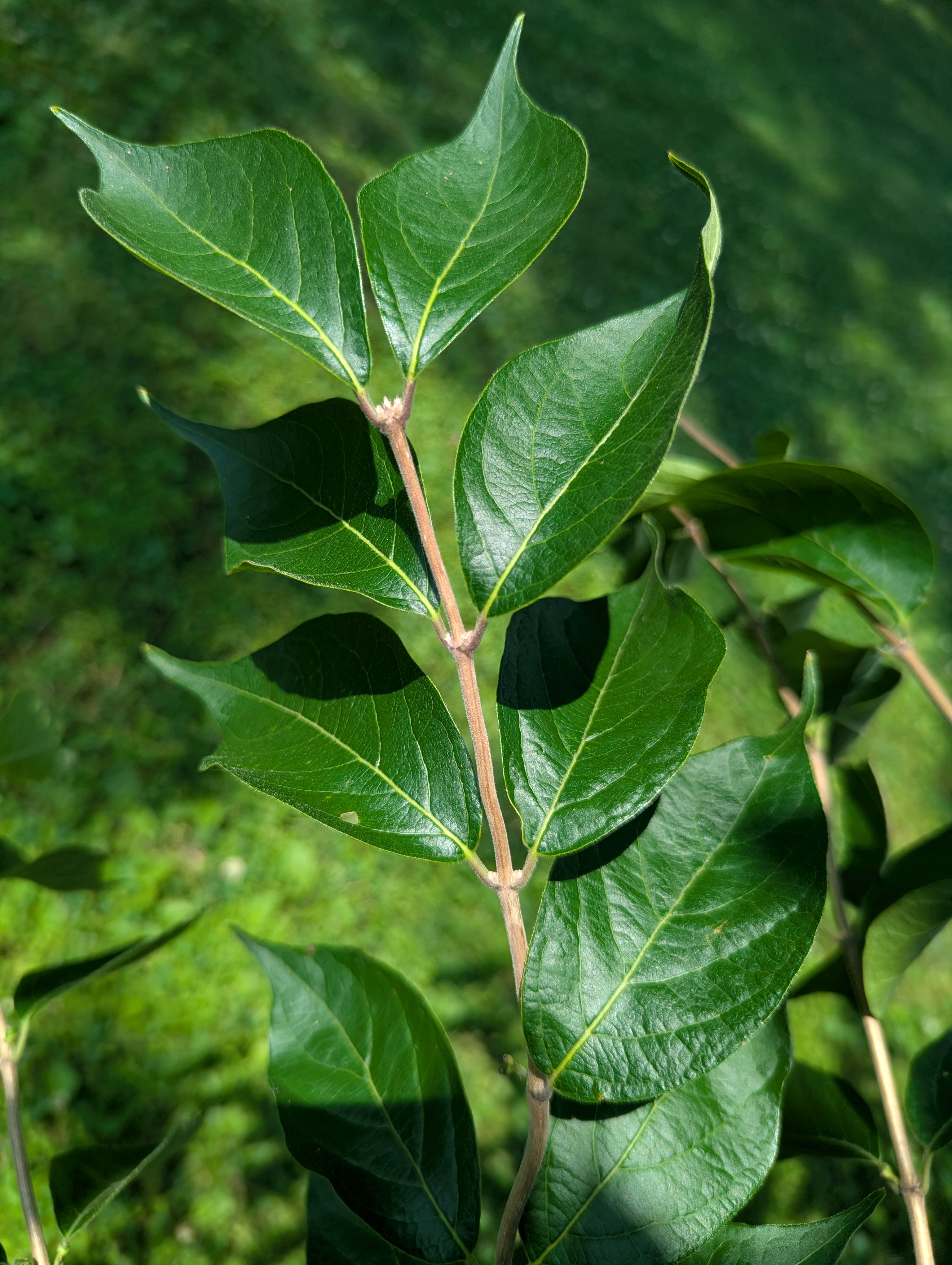 LONICERA sp