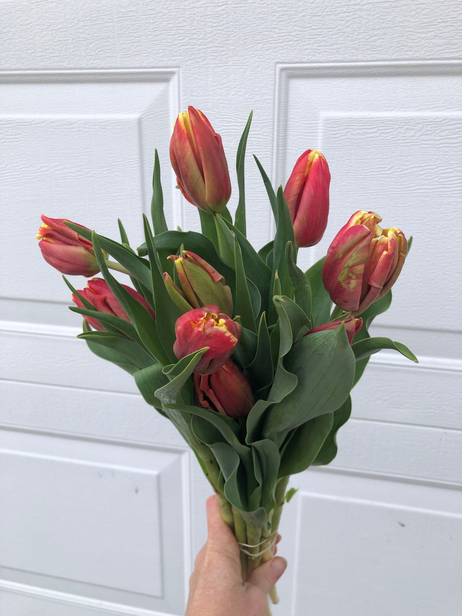 TULIPA