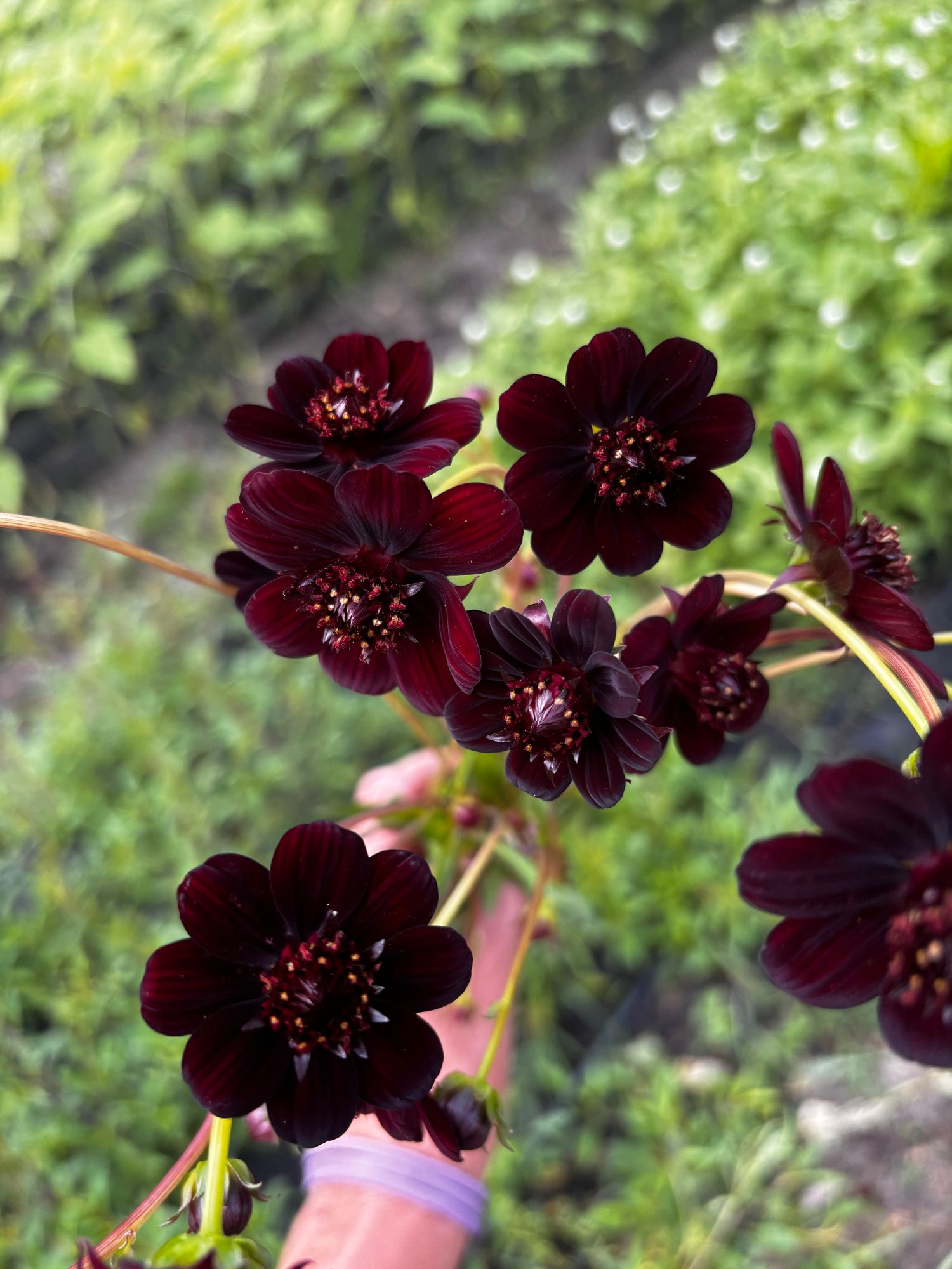 COSMOS atrosanguineus New Choco