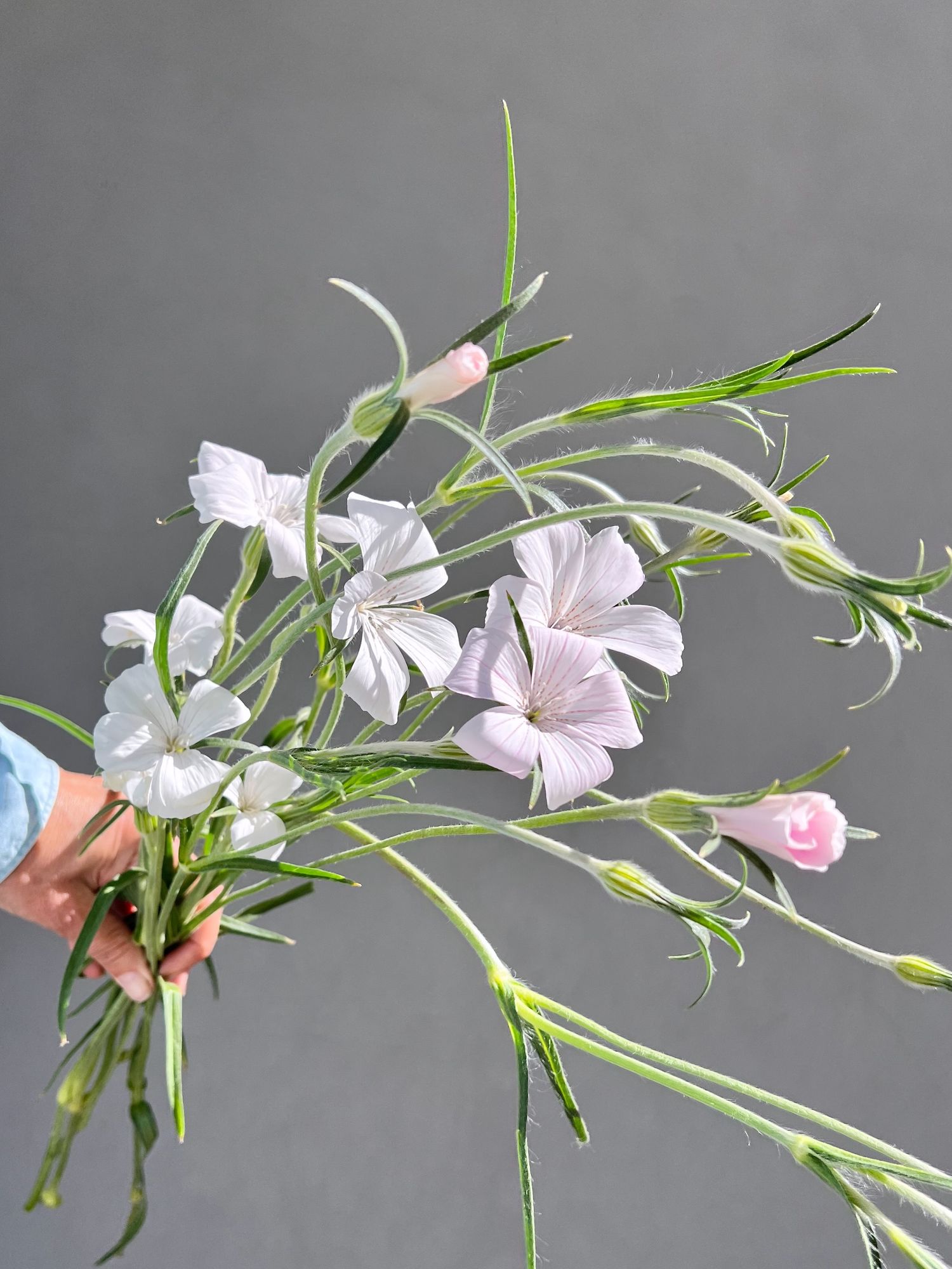 AGROSTEMMA githago Blossom Pearl