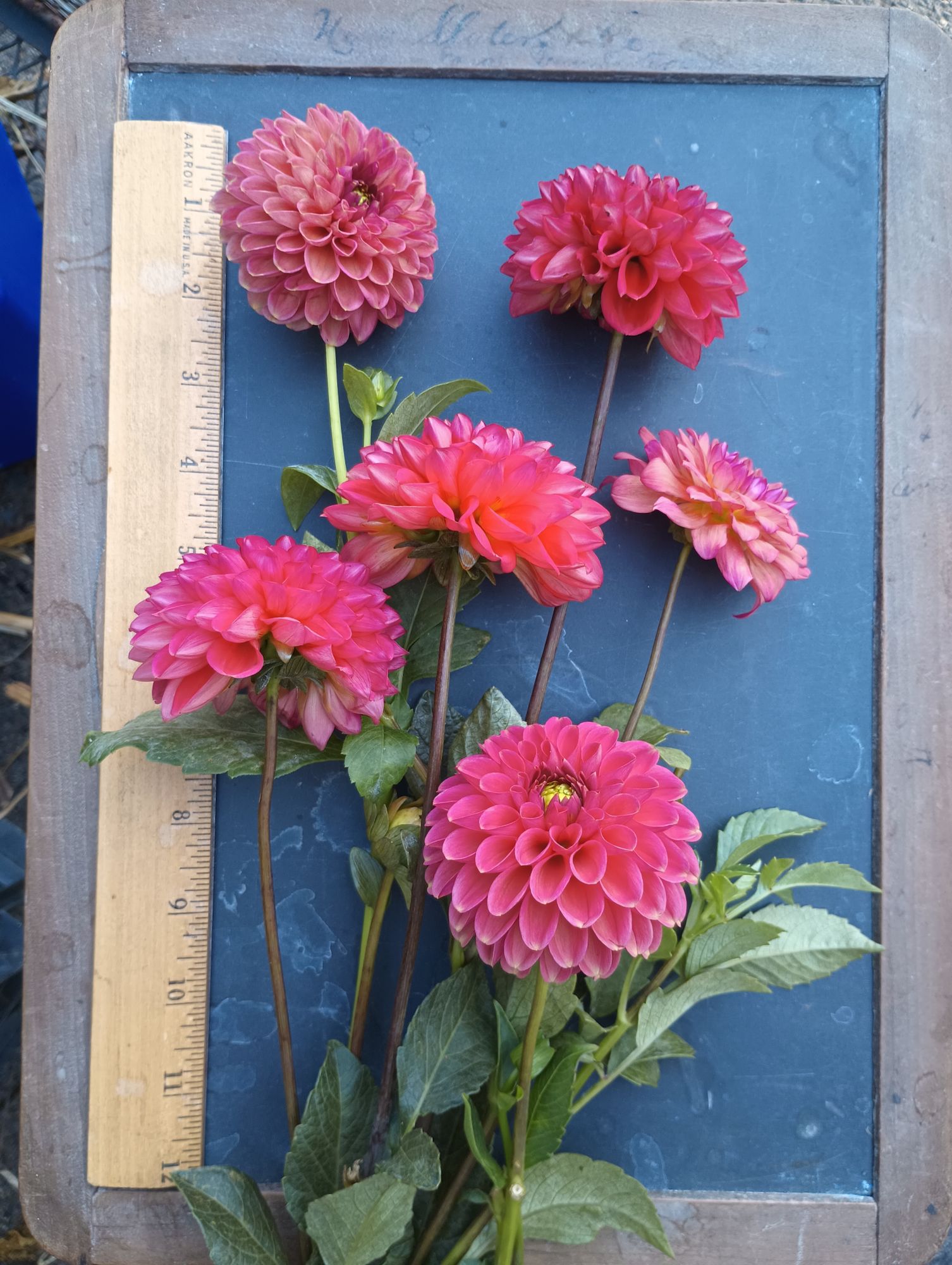 DAHLIA