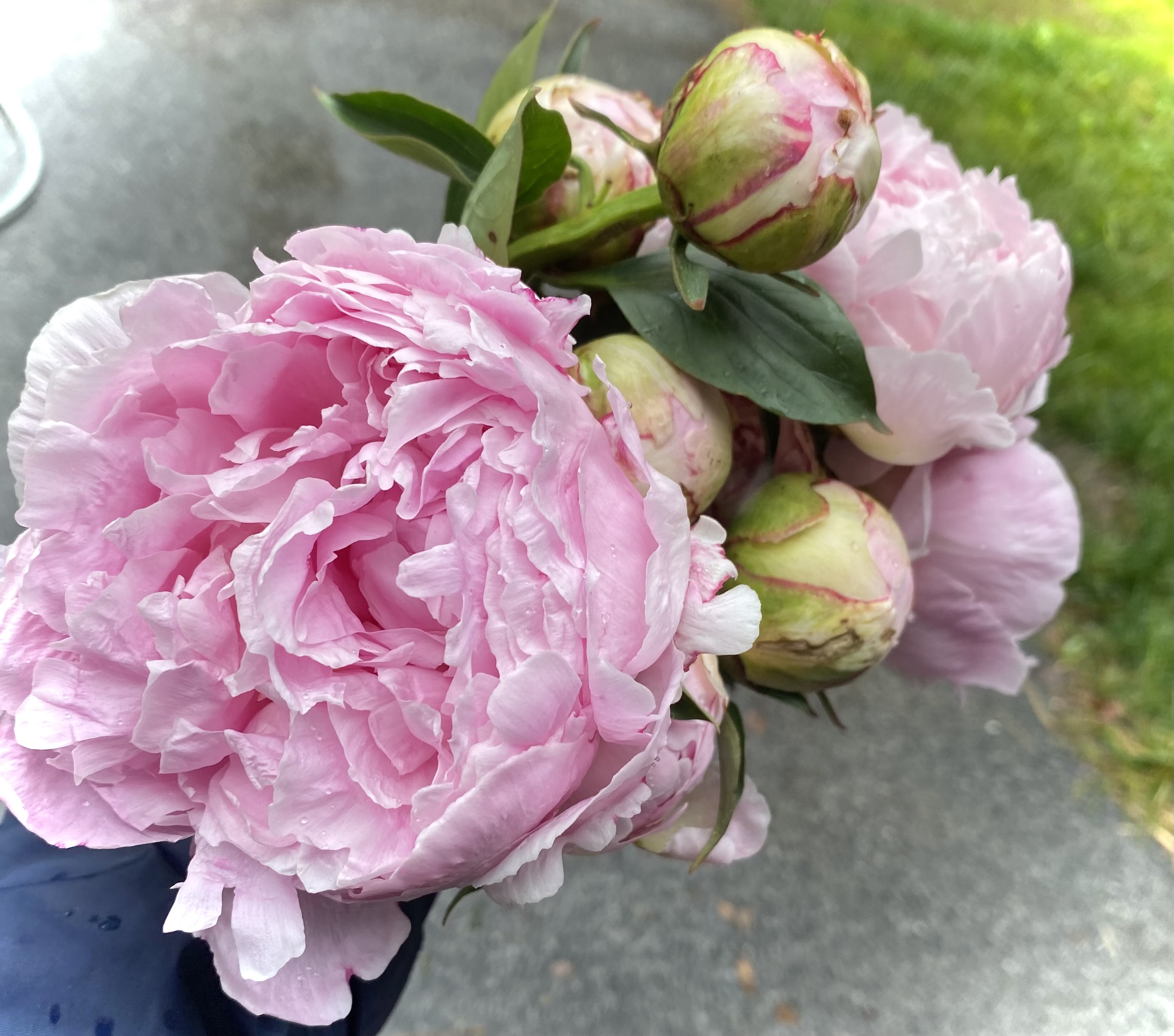PAEONIA lactiflora Sarah Bernhardt