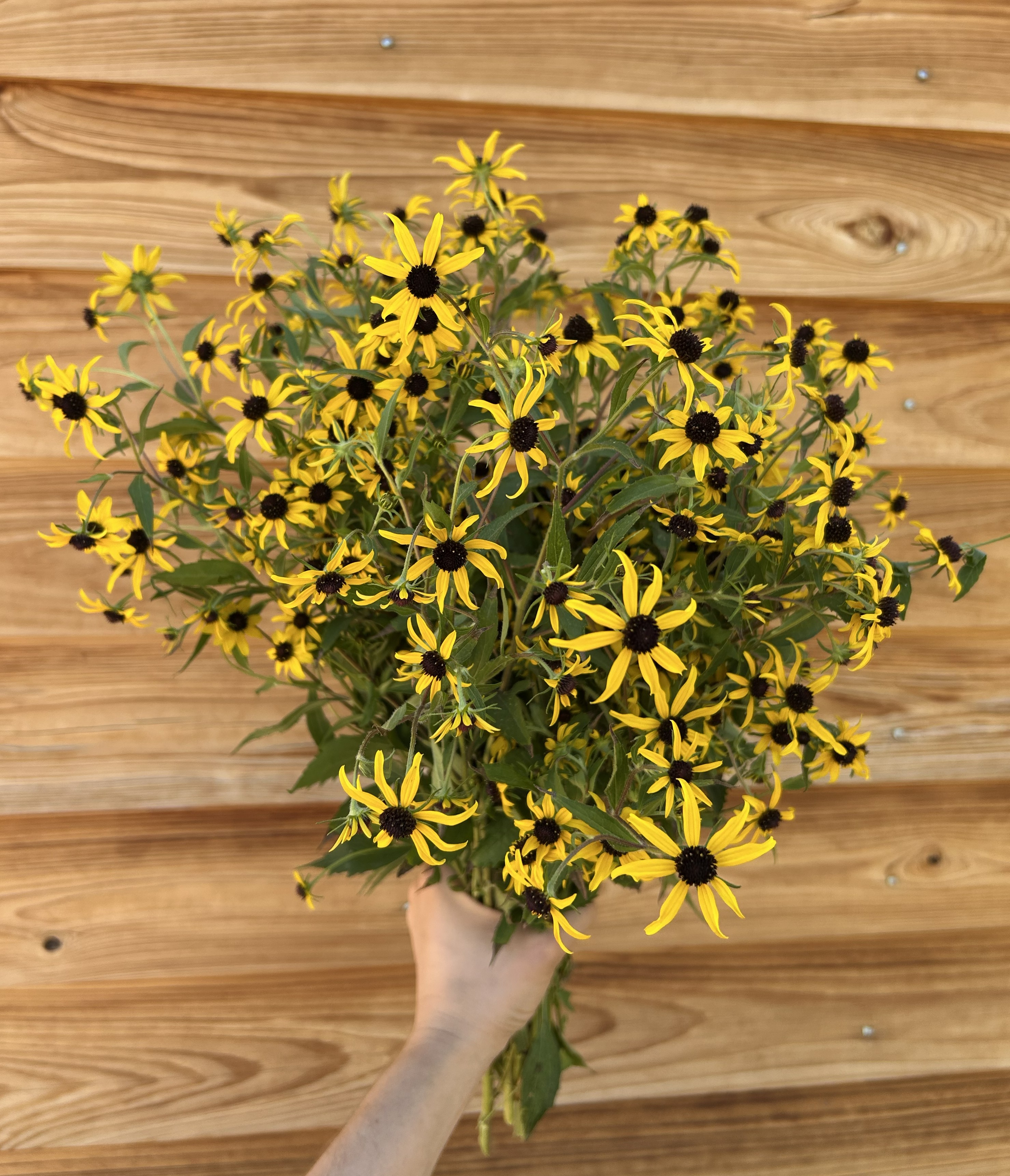 RUDBECKIA triloba