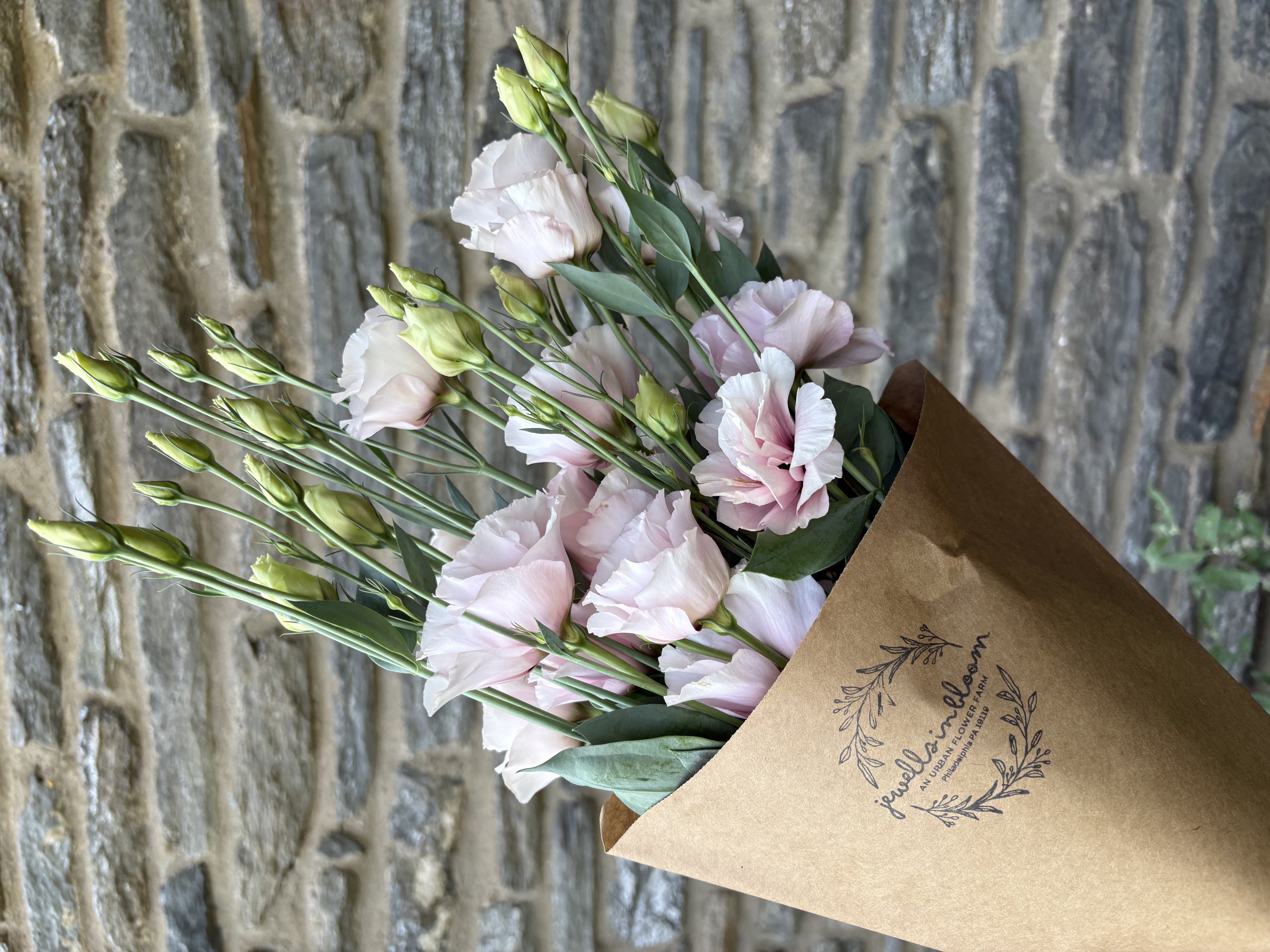 EUSTOMA grandiflorum Corelli Sugoi 3