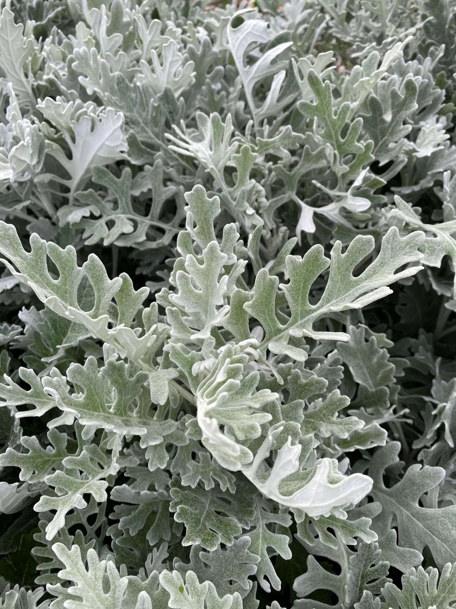 SENECIO cineraria Candicans
