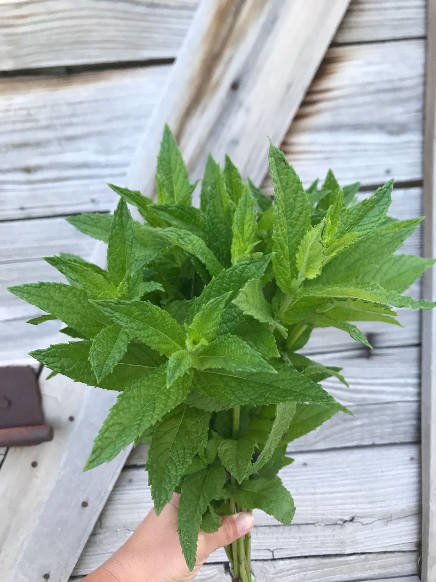 MENTHA spicata