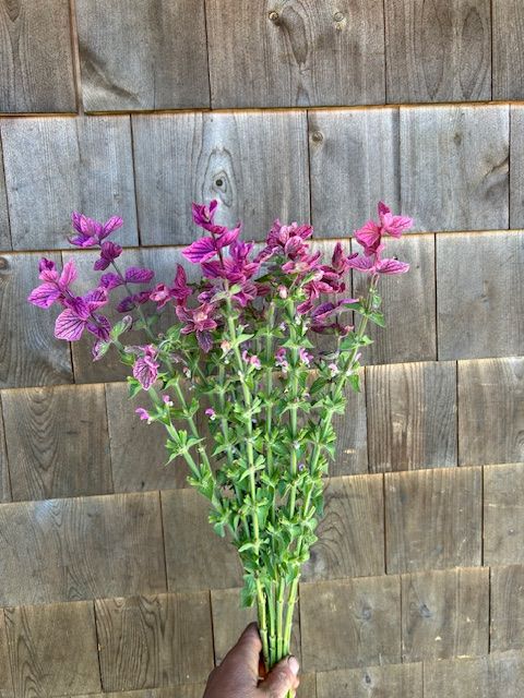 SALVIA horminum