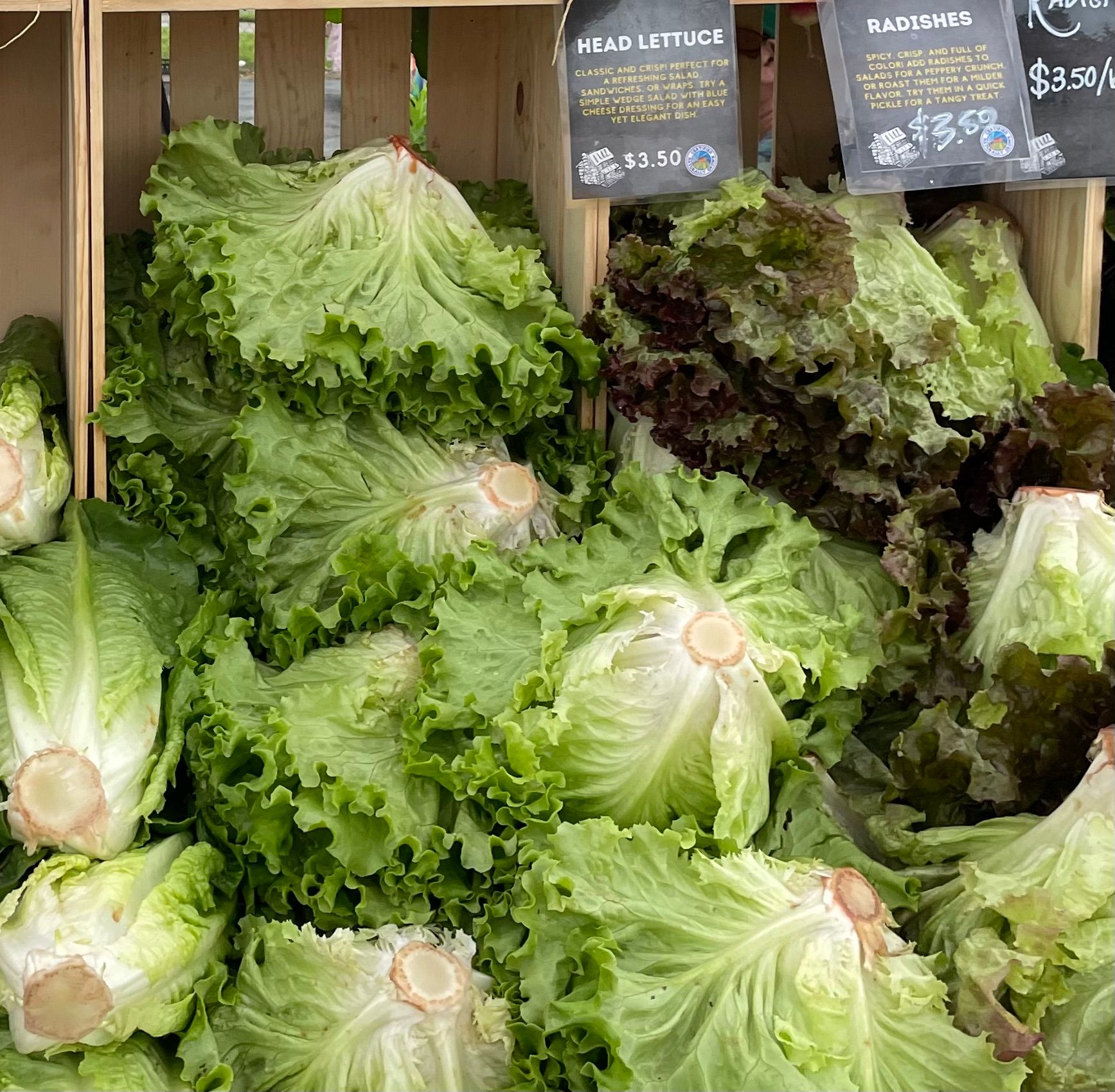 Lettuce, Green Summer Crisp