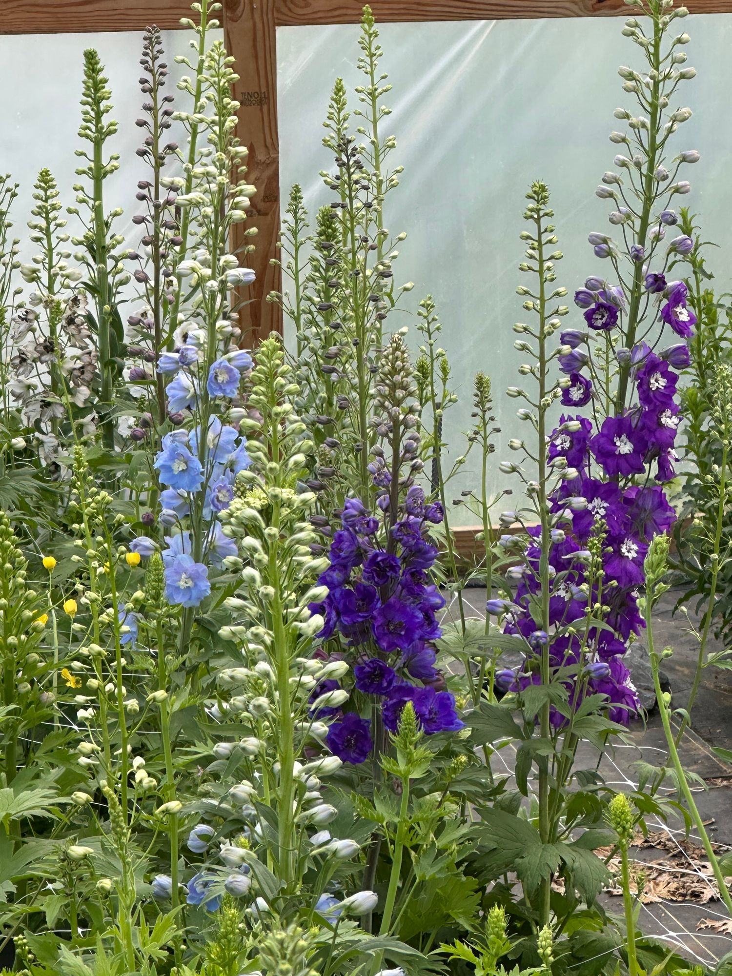 DELPHINIUM elatum Magic Fountains