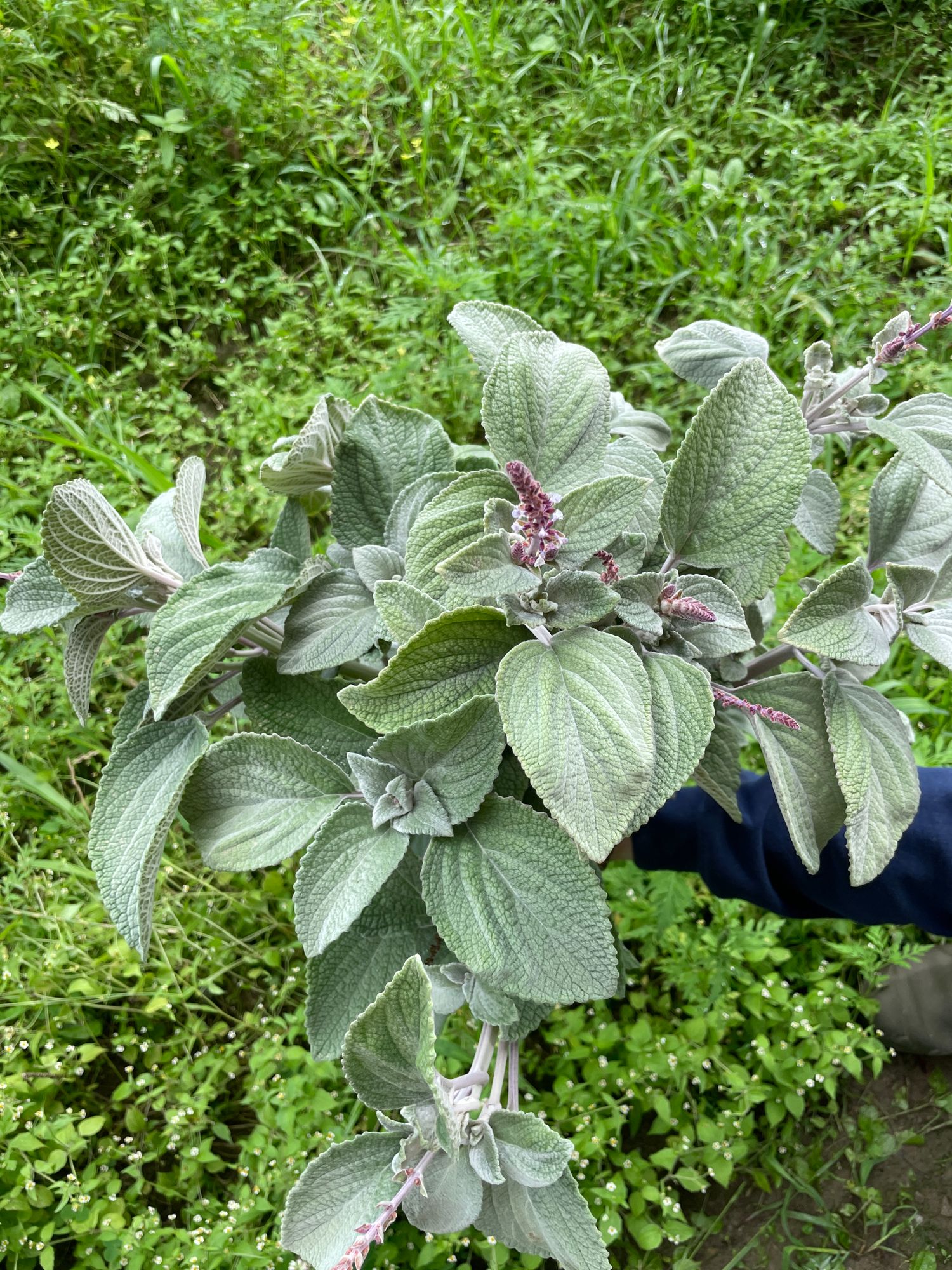 PLECTRANTHUS argentatus