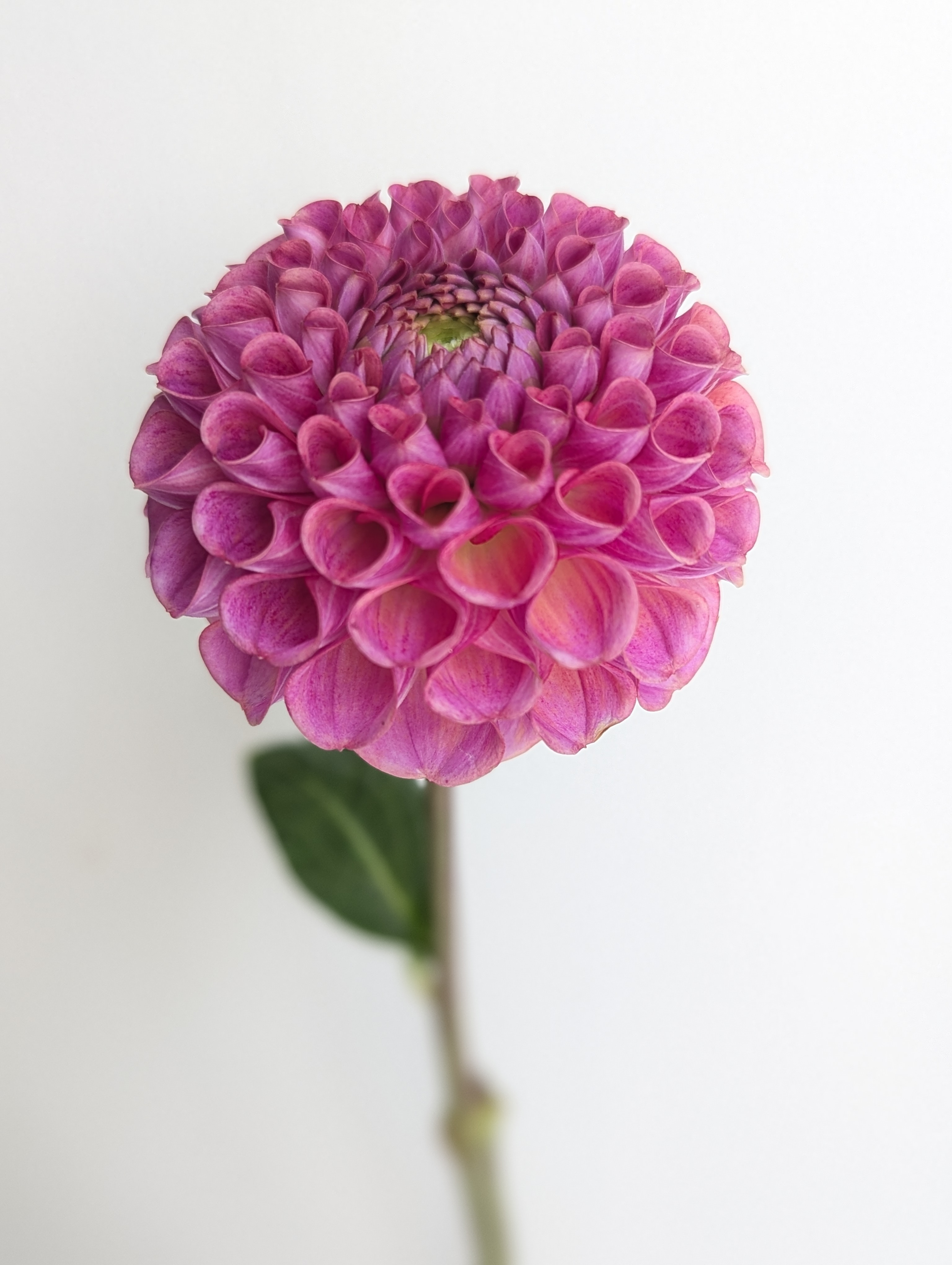 DAHLIA Caitlins Joy