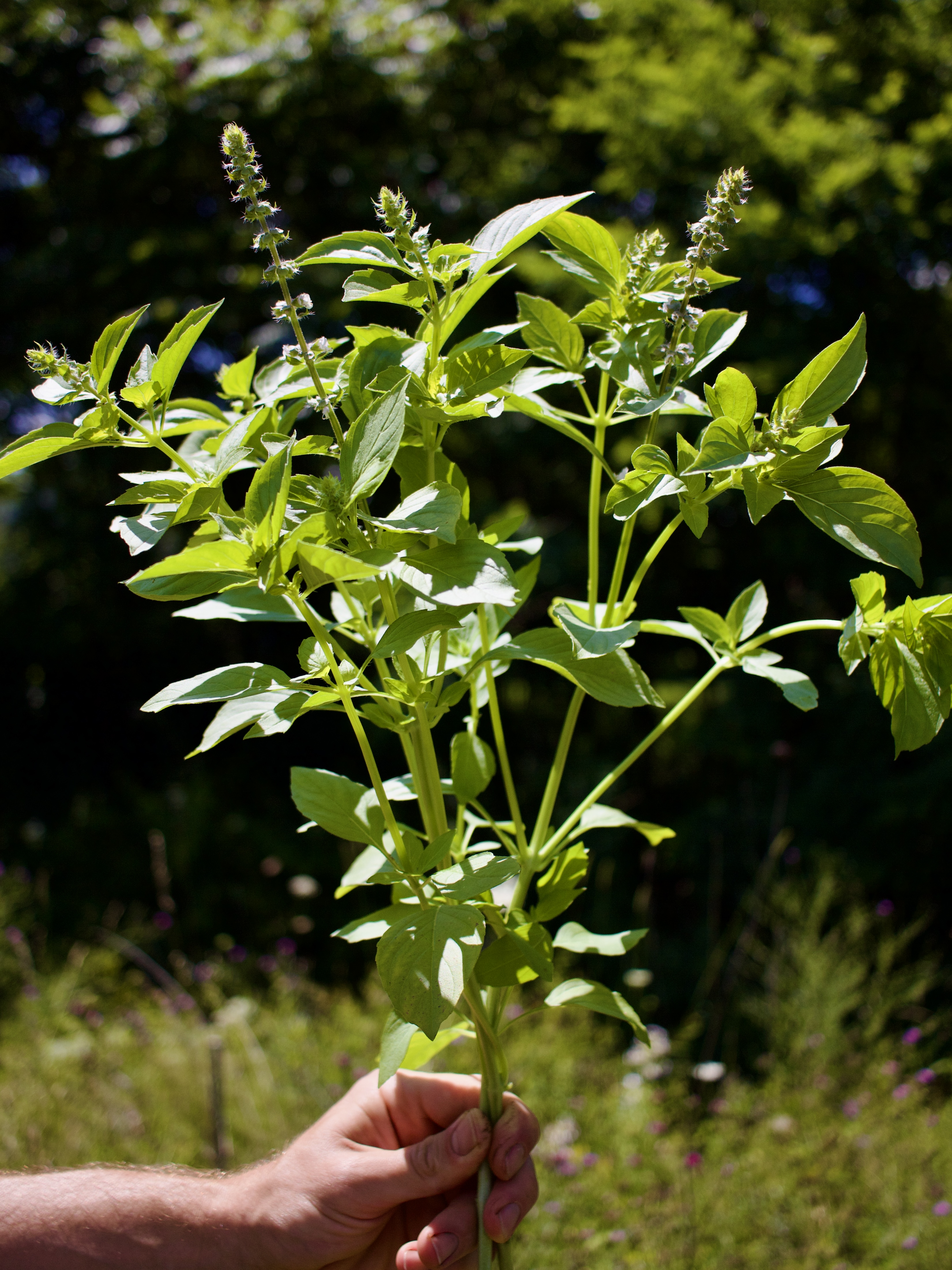 OCIMUM basilicum Citriodora