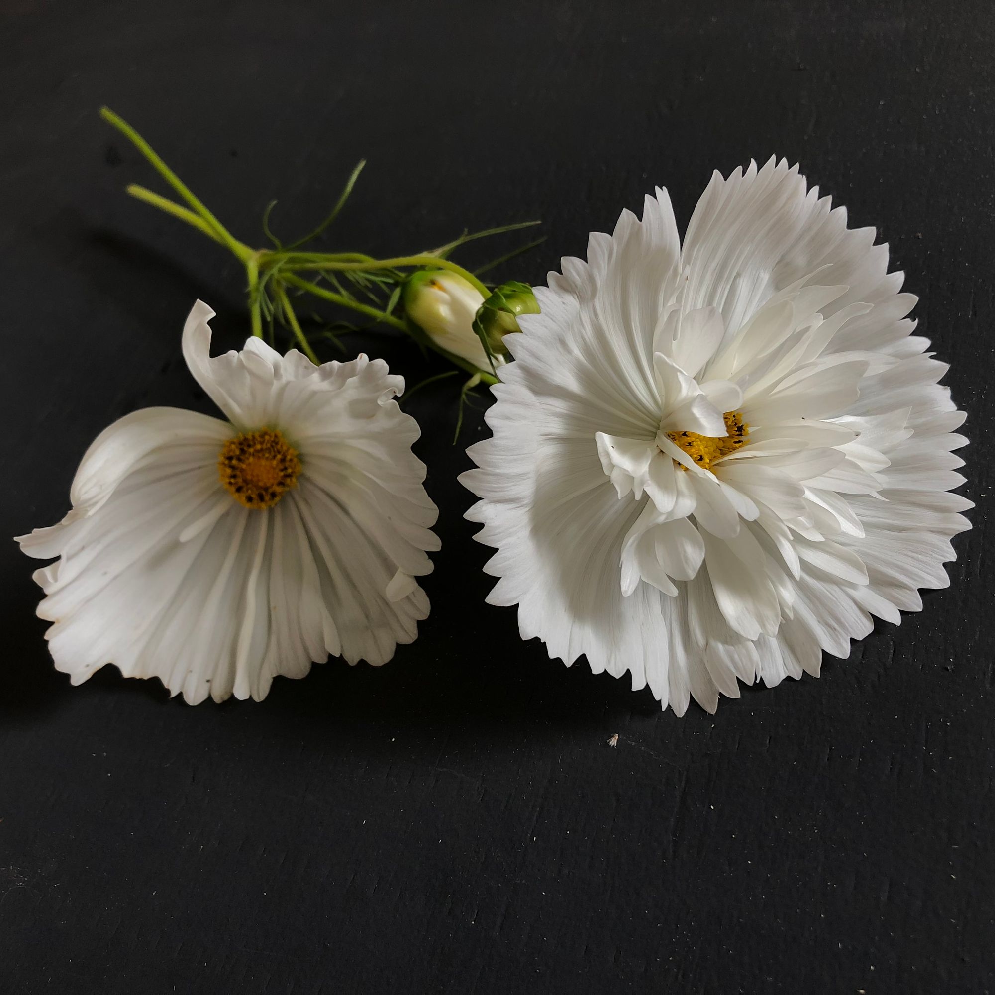 COSMOS bipinnatus Cupcakes