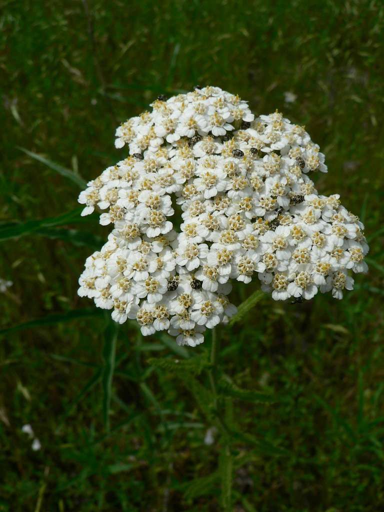 ACHILLEA millefolium