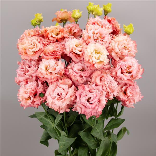 EUSTOMA grandiflorum Celeb Salmon